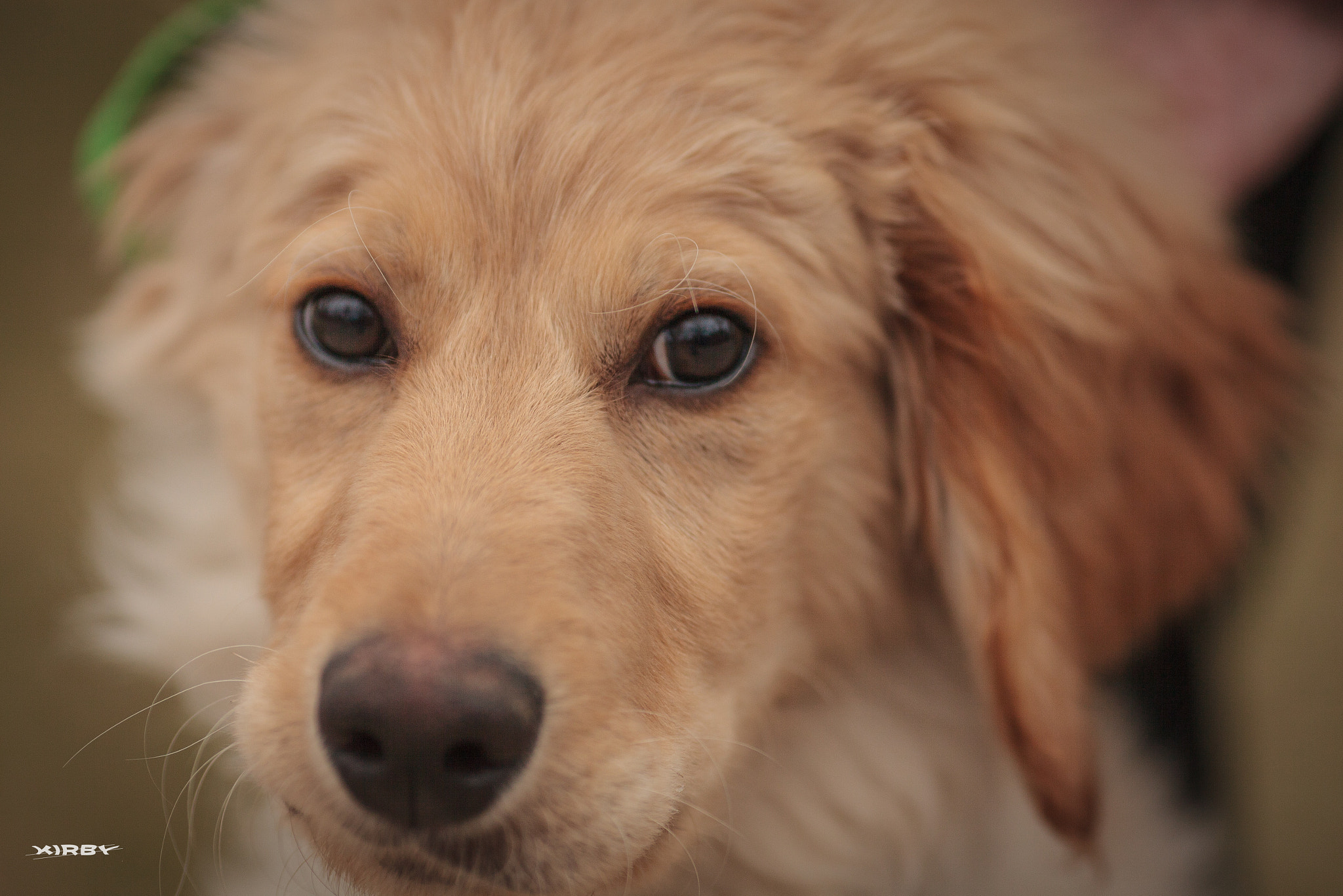 Canon EOS 5D Mark II + Canon EF 135mm F2L USM sample photo. Hello photography