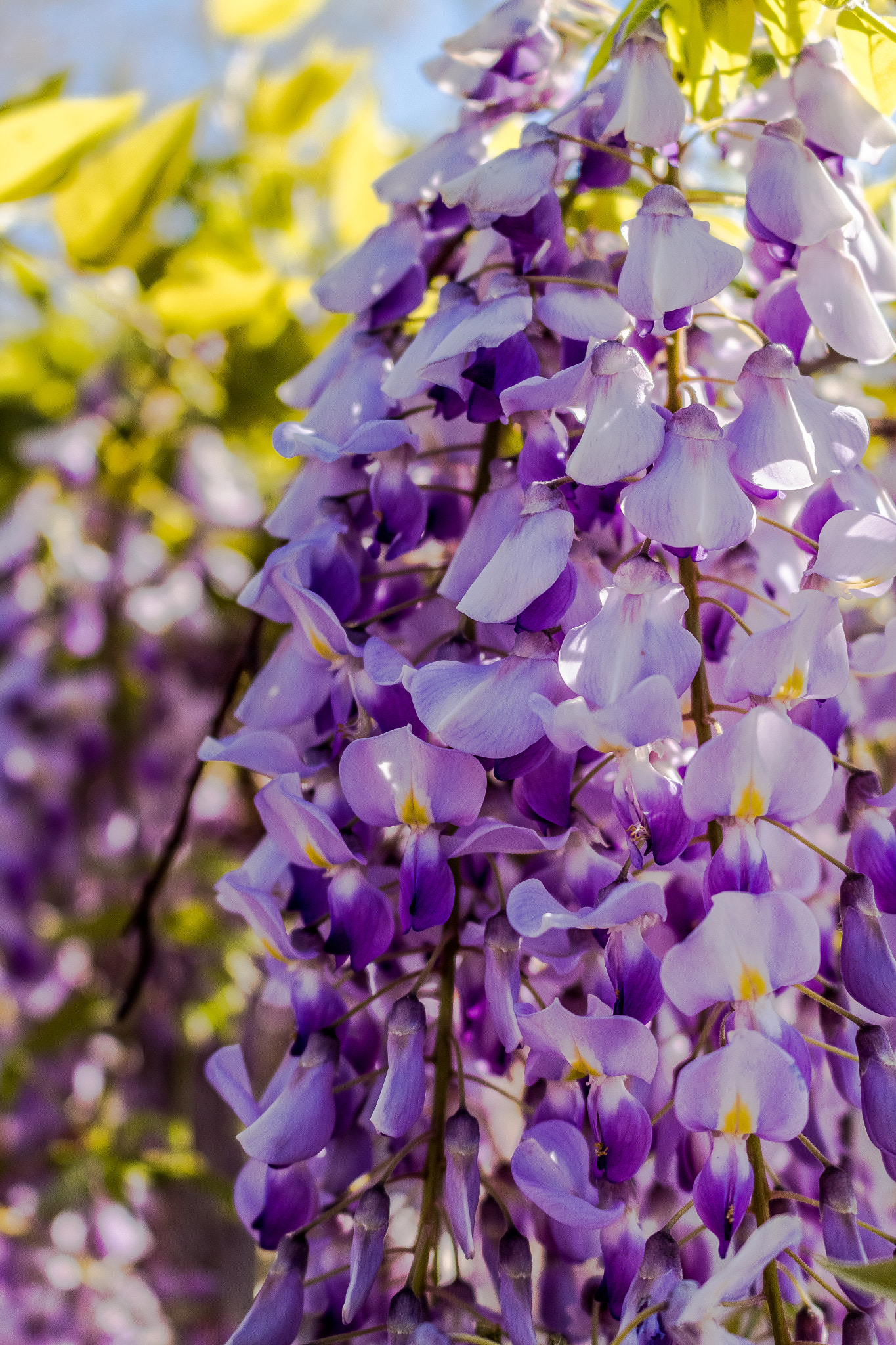 Canon EOS 1300D (EOS Rebel T6 / EOS Kiss X80) sample photo. Wisteria photography