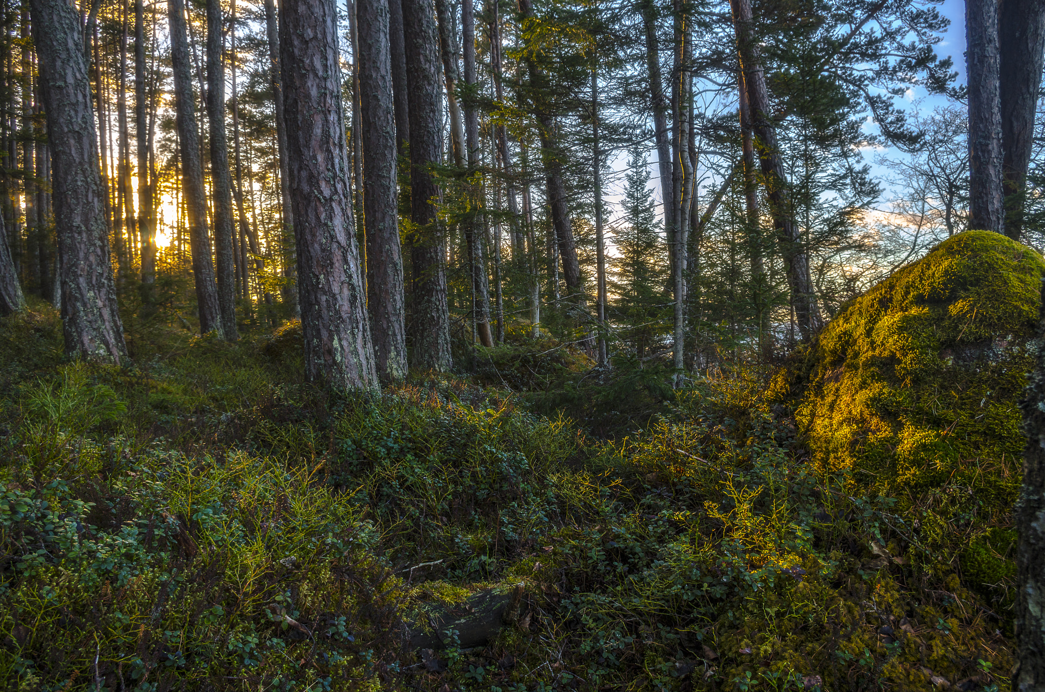 smc PENTAX-DA L 18-55mm F3.5-5.6 sample photo. Evening in a forest photography