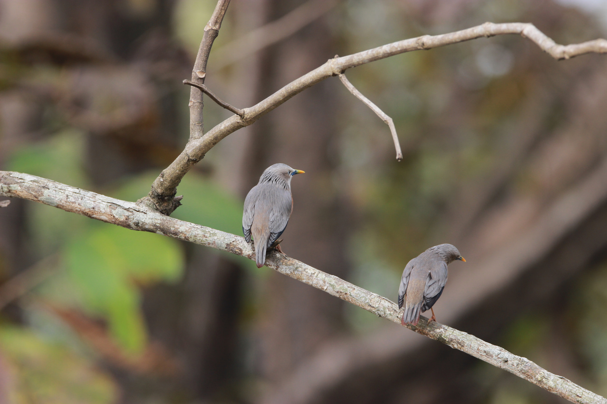 Tamron SP 150-600mm F5-6.3 Di VC USD sample photo. Img photography