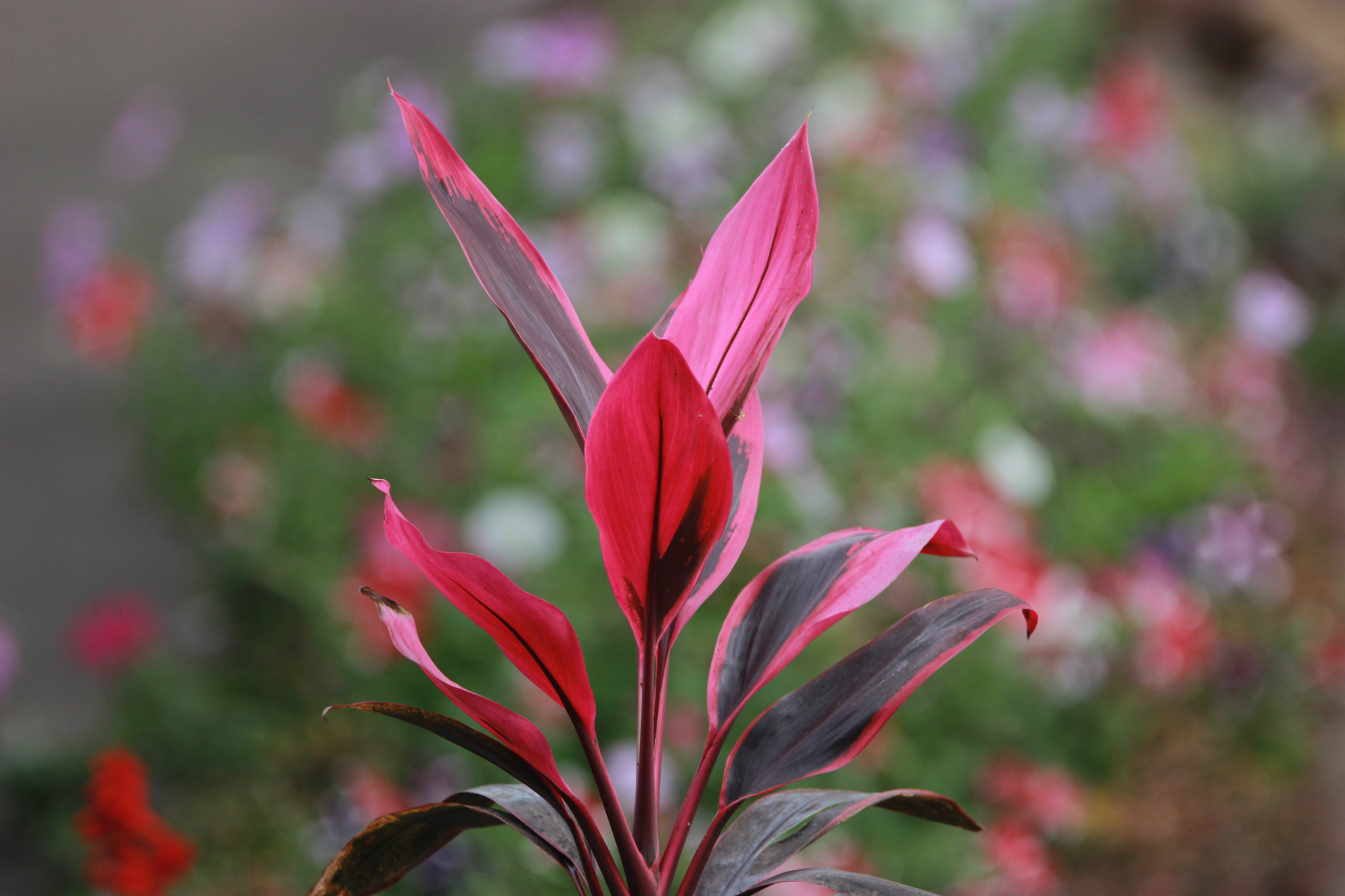 Tamron SP 150-600mm F5-6.3 Di VC USD sample photo. Img photography