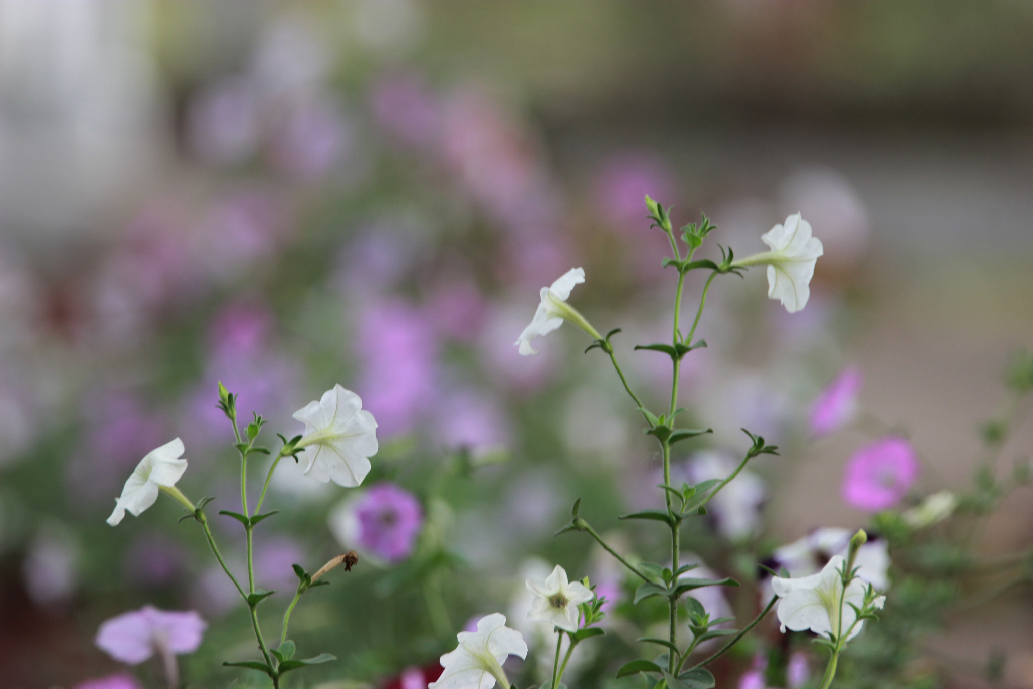 Tamron SP 150-600mm F5-6.3 Di VC USD sample photo. Img photography