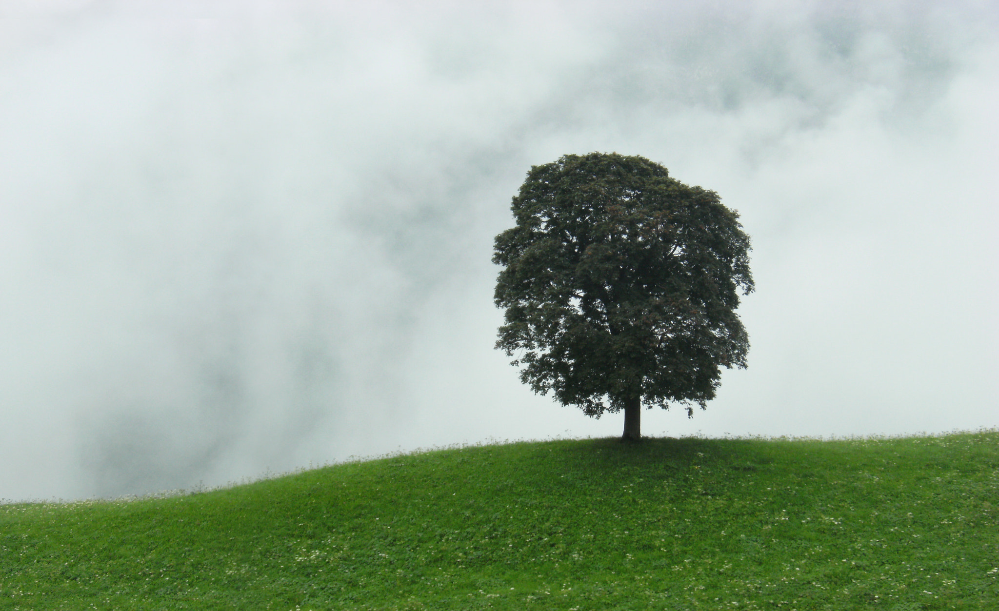 Fujifilm FinePix F480 sample photo. Tree - switzerland photography