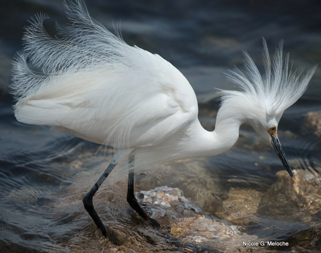 Nikon D800 sample photo. Snowy egret - aigrette neigeuse photography