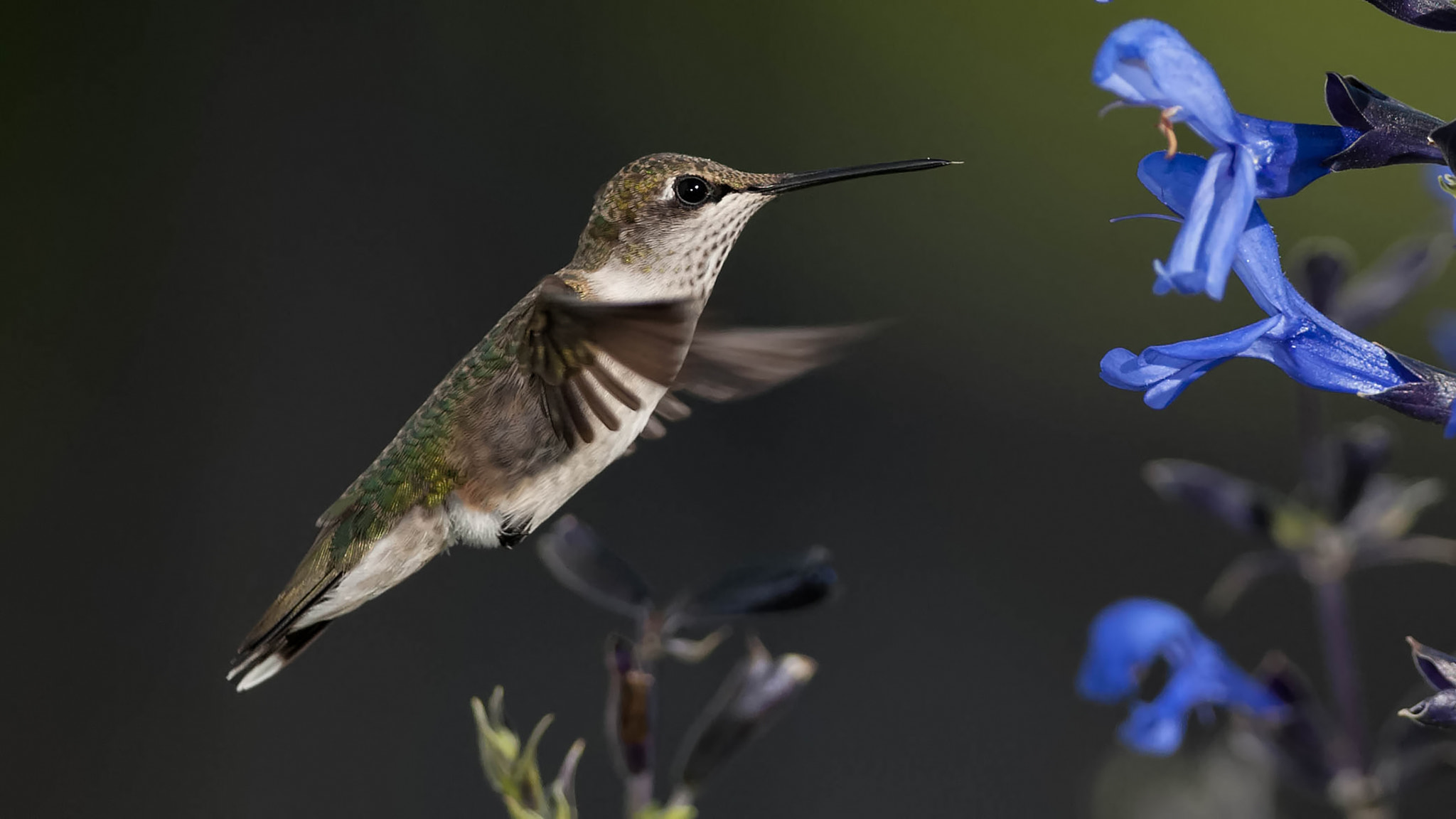 Nikon D200 + Nikon AF-S Nikkor 300mm F4D ED-IF sample photo. Ruby-throated hummingbird and sage photography