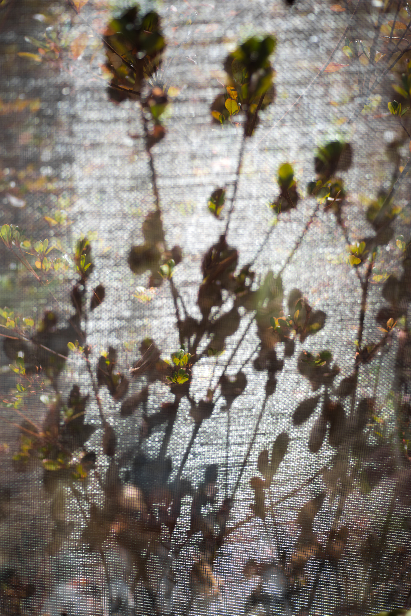 Pentax smc D-FA 100mm F2.8 Macro WR sample photo. Greenery and shadow photography