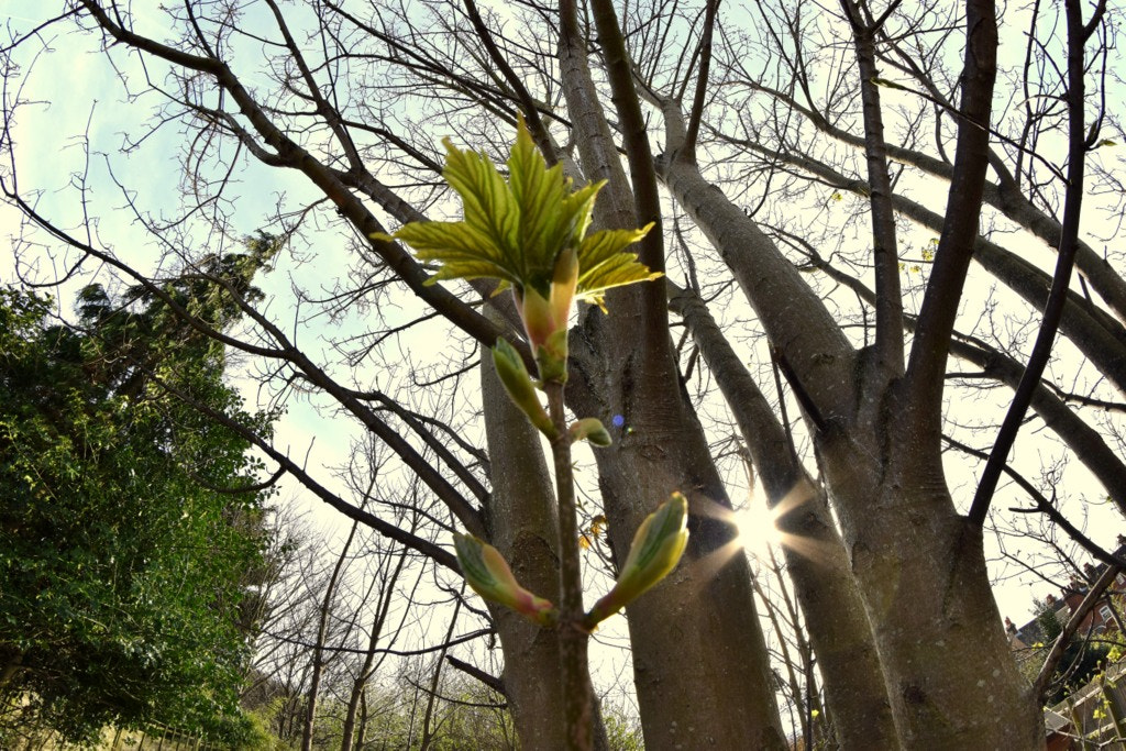 Nikon D3300 sample photo. Dsc photography