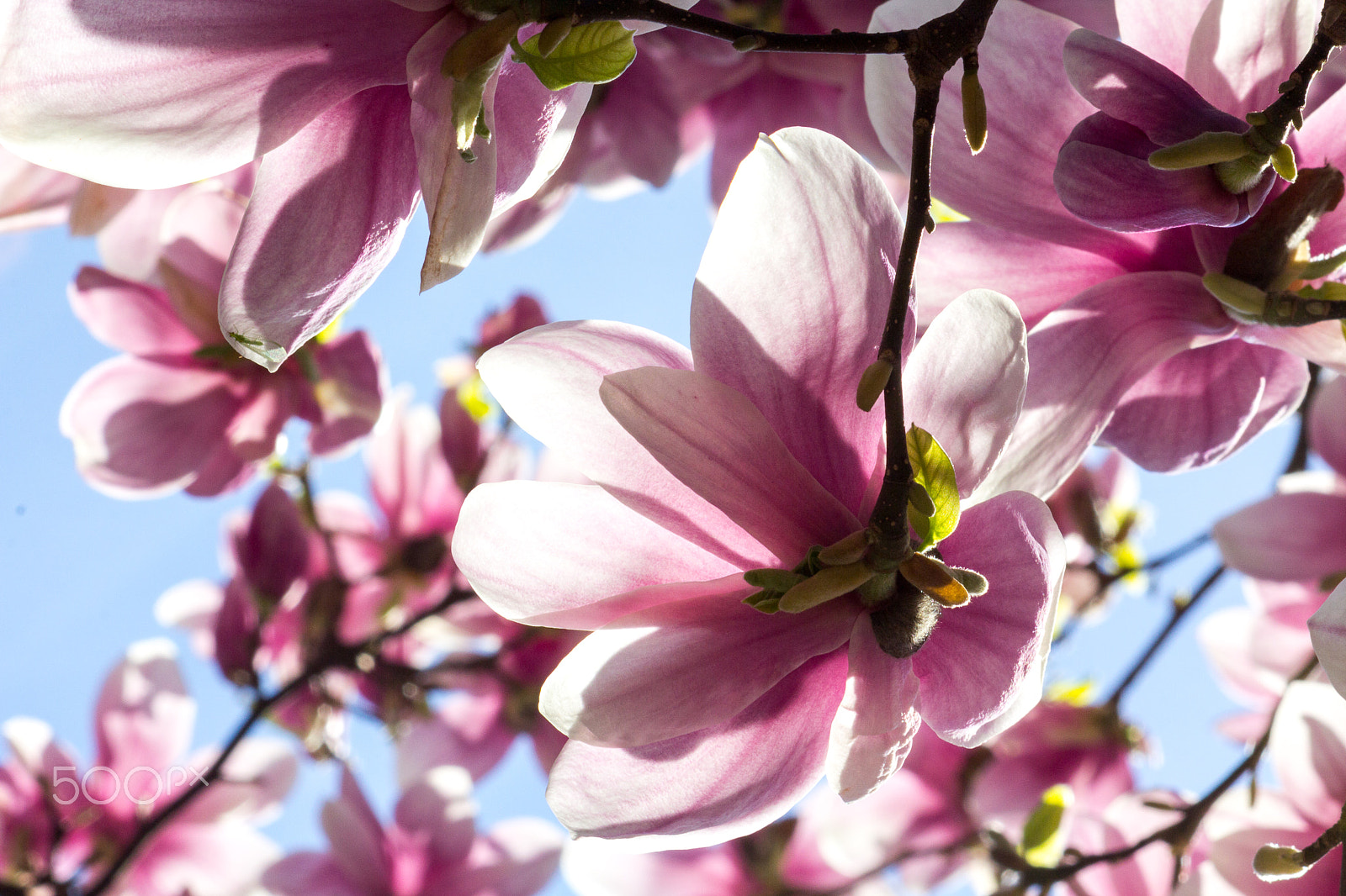 Canon EF 55-200mm F4.5-5.6 II USM sample photo. Spring song photography