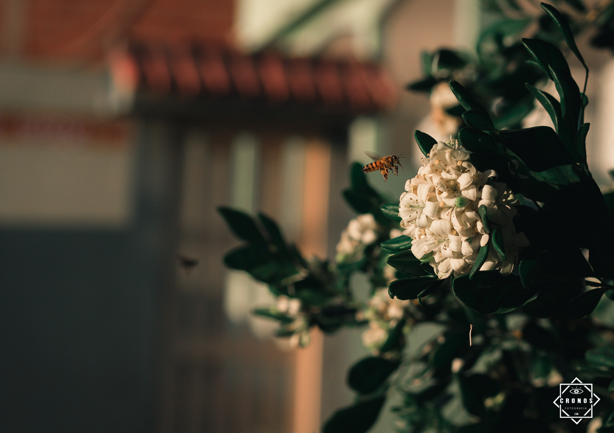 Canon EF 50mm F1.8 II sample photo