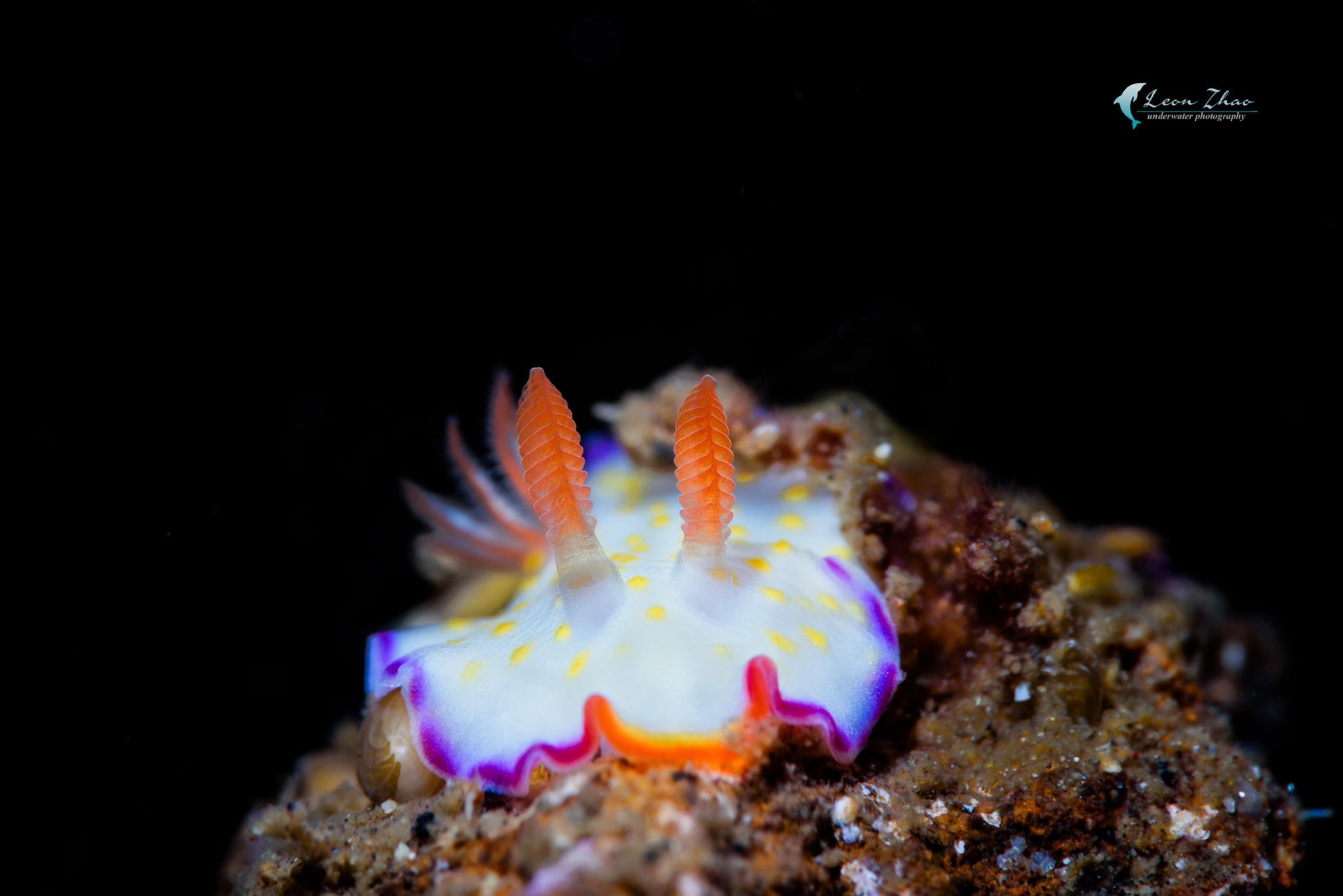 Nikon AF-S Micro-Nikkor 105mm F2.8G IF-ED VR sample photo. White tiny nudibranch photography