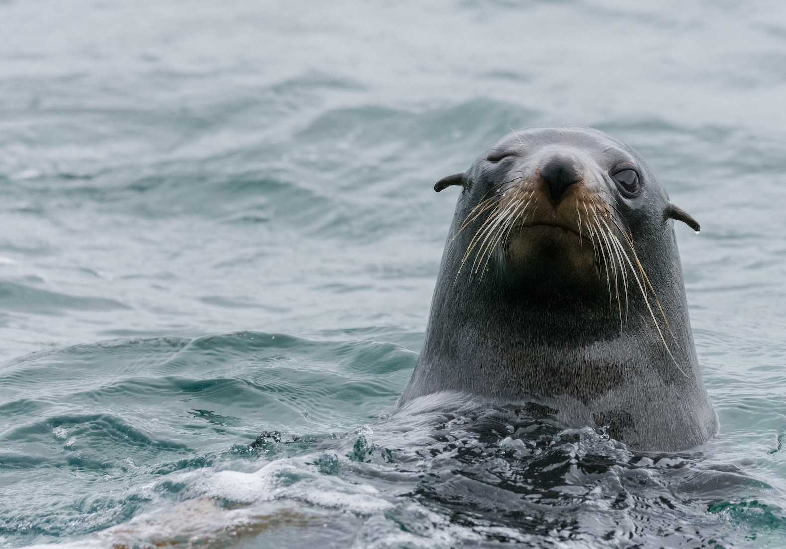 Sigma 150-600mm F5-6.3 DG OS HSM | C sample photo. New zeland fur seal ( arctocephalus forsteri ) photography
