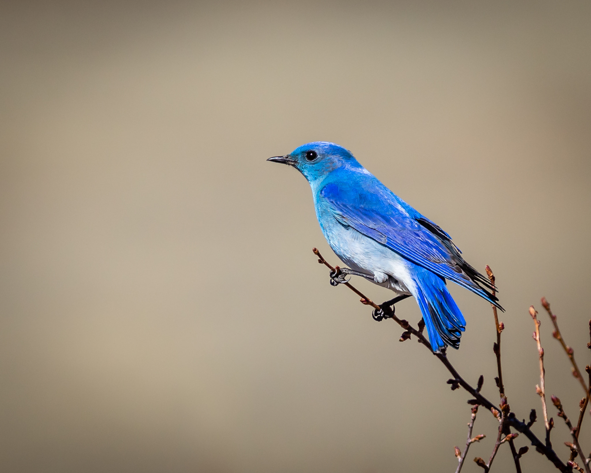 Canon EOS 5D Mark IV sample photo. Mountain bluebird, male photography