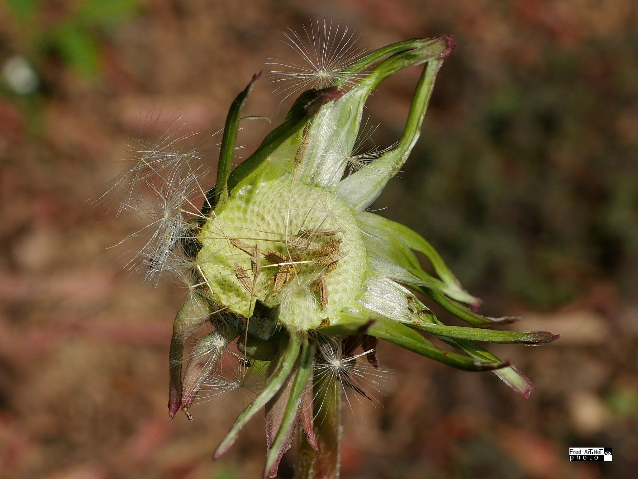 Panasonic Lumix G Macro 30mm F2.8 ASPH Mega OIS sample photo. Le retour du p photography