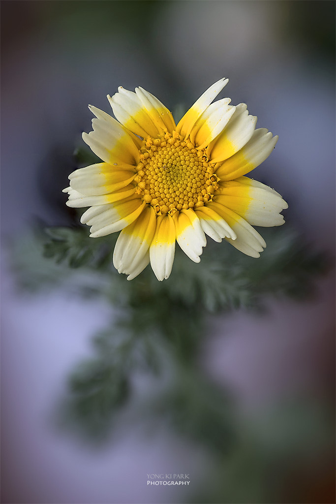 Pentax smc D-FA 100mm F2.8 Macro WR sample photo. Preview of the spring-4 photography