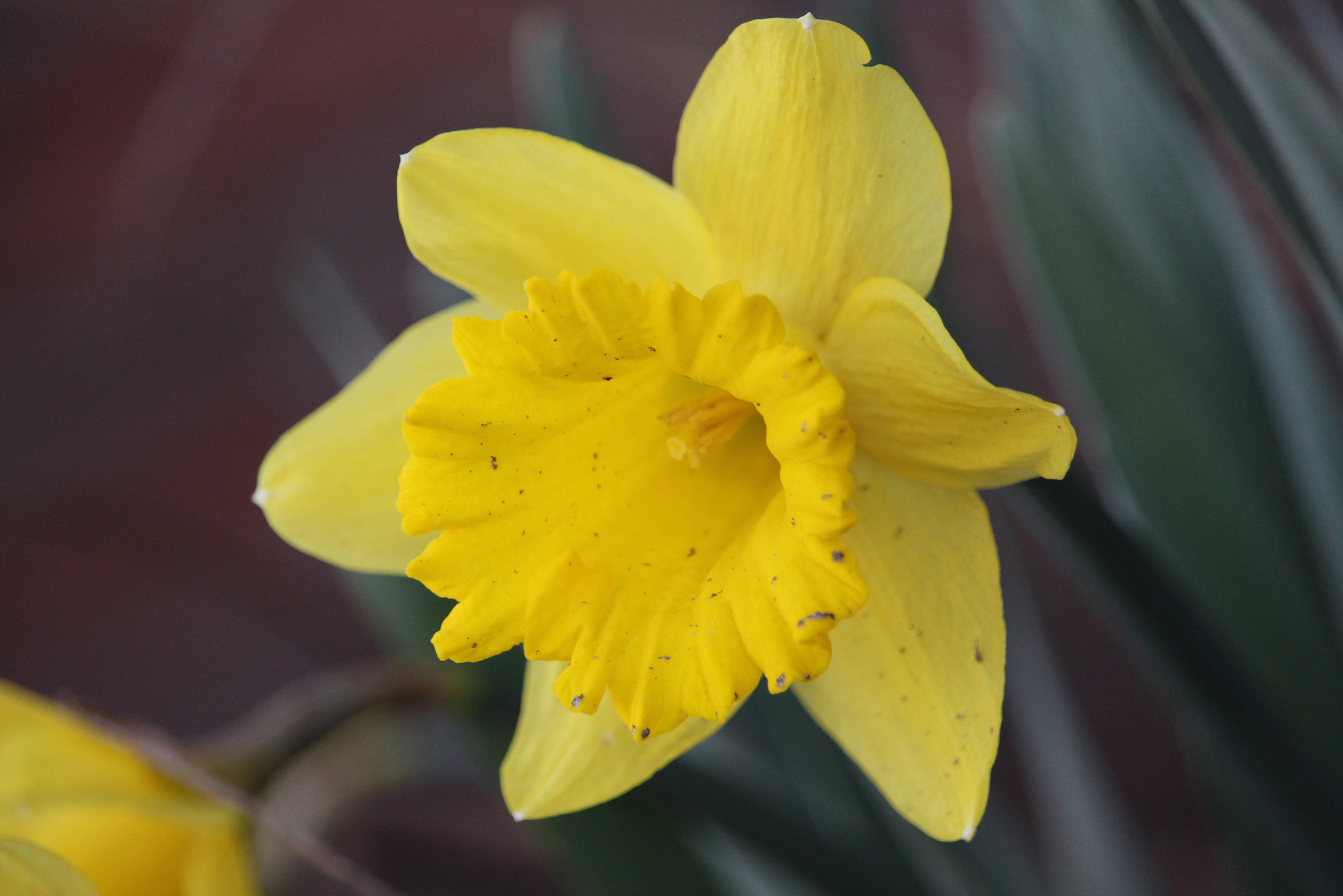 Canon EF-S 55-250mm F4-5.6 IS STM sample photo. Yellow flower photography