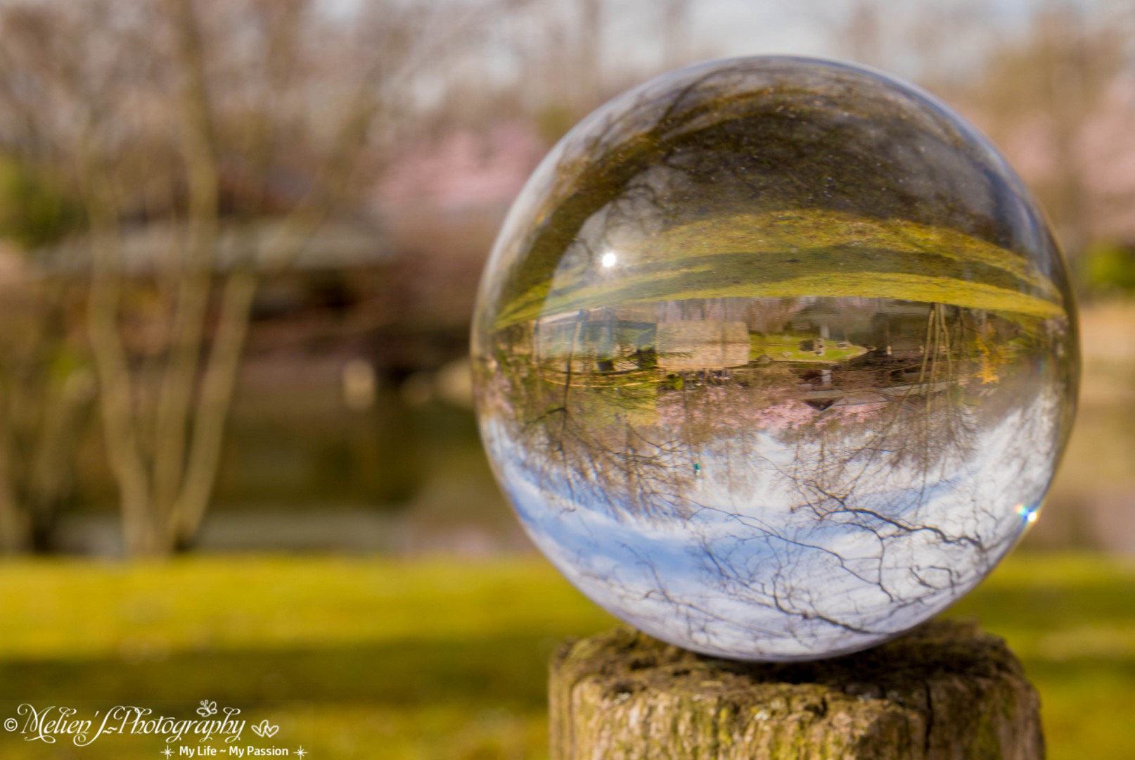 Canon EF 24-70mm F2.8L II USM sample photo. Spring in our japanese garden photography