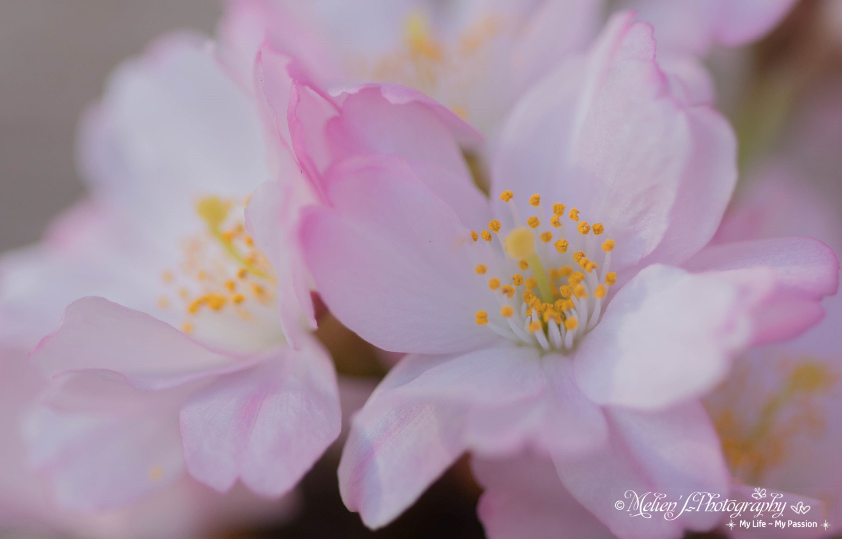 Canon EF 100mm F2.8 Macro USM sample photo. Spring in our japanese garden photography