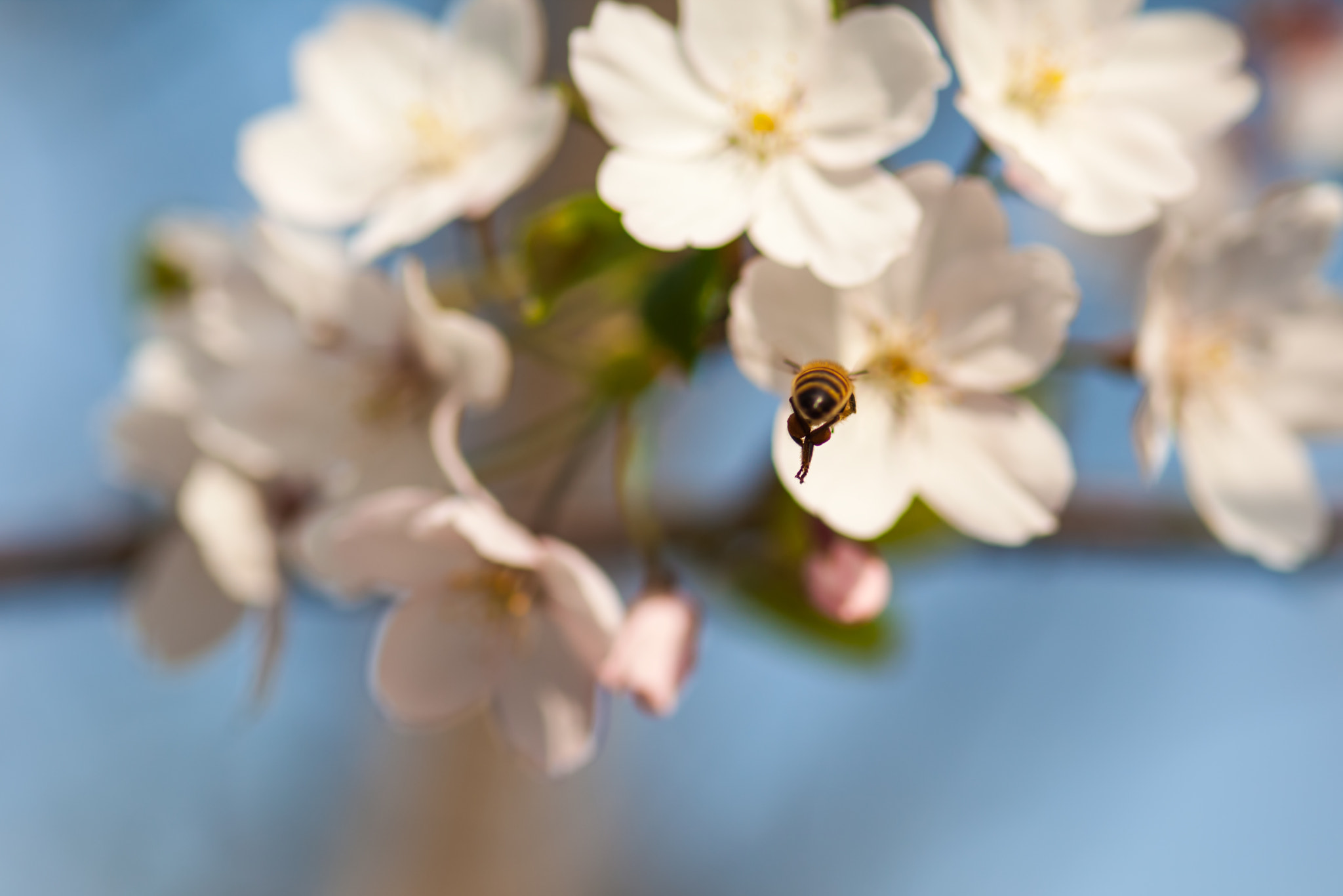 ZEISS Makro-Planar T* 100mm F2 sample photo