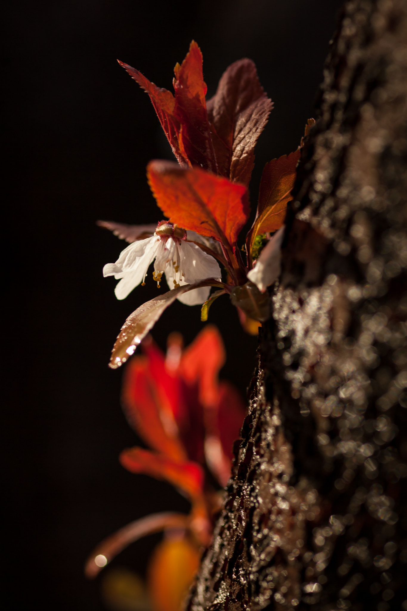 Canon EOS 5D Mark II + ZEISS Makro-Planar T* 100mm F2 sample photo