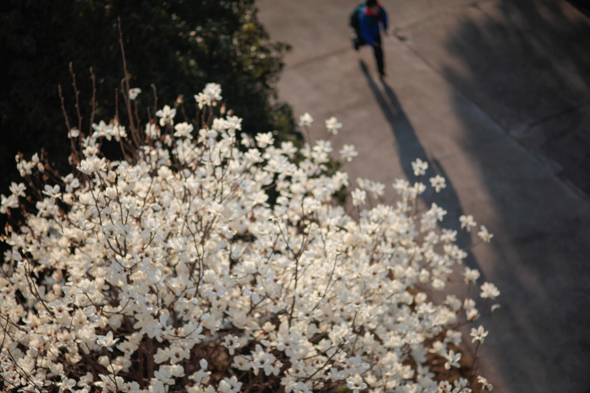 ZEISS Makro-Planar T* 100mm F2 sample photo