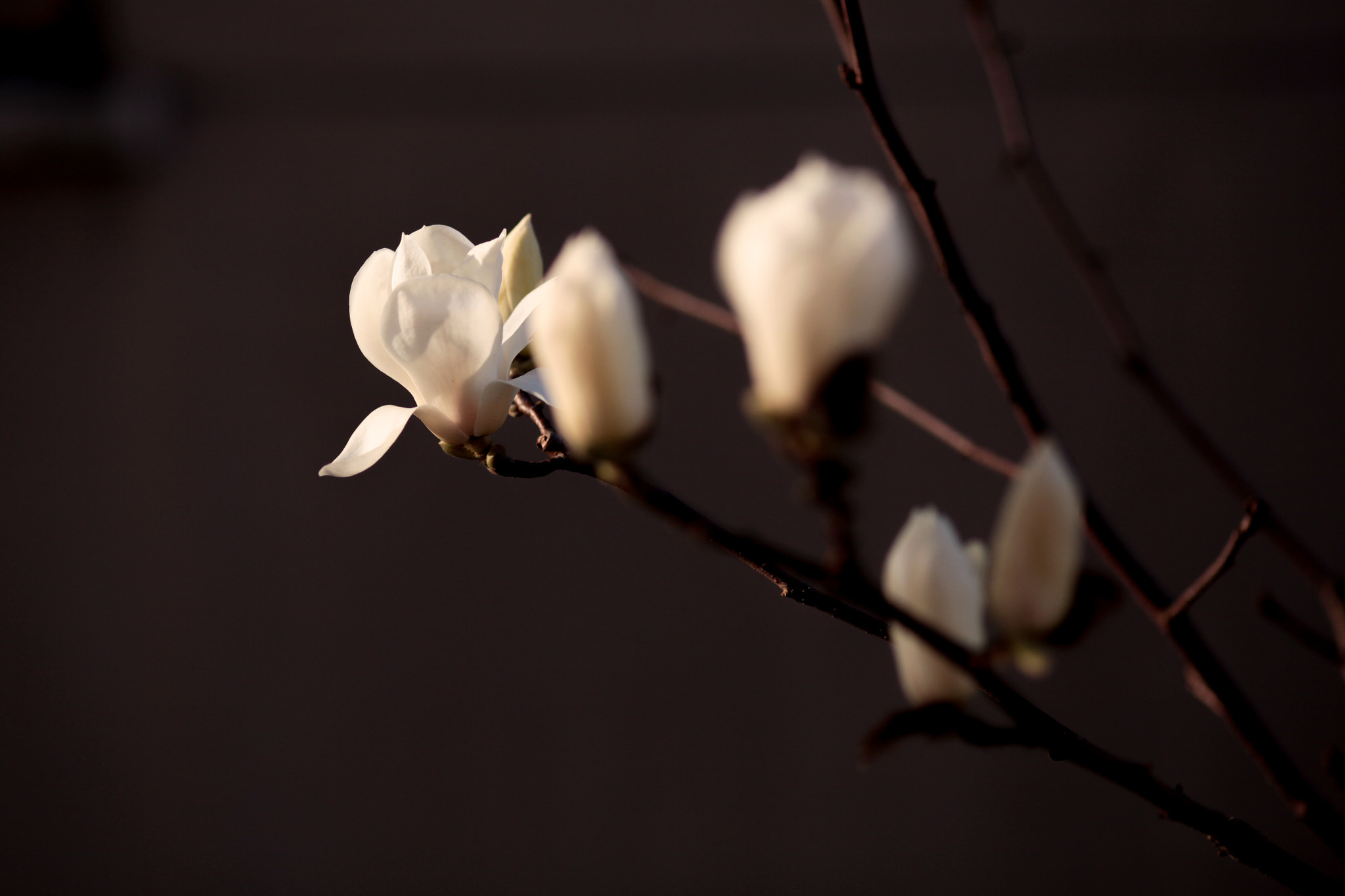 Canon EOS 5D Mark II + ZEISS Makro-Planar T* 100mm F2 sample photo