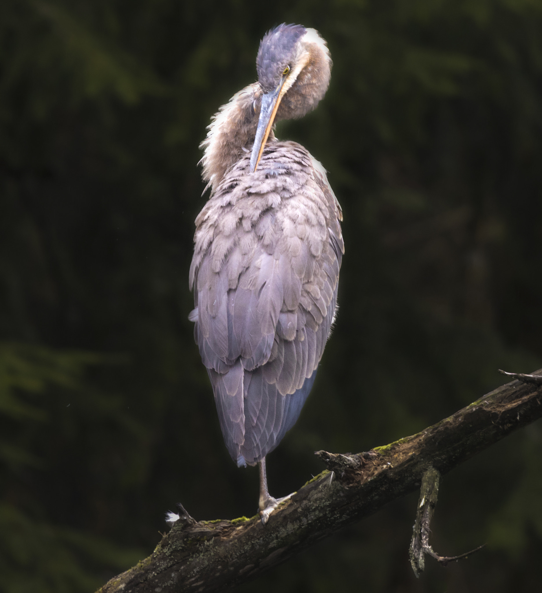 Canon EF 100-400mm F4.5-5.6L IS USM sample photo. Guradasana. photography