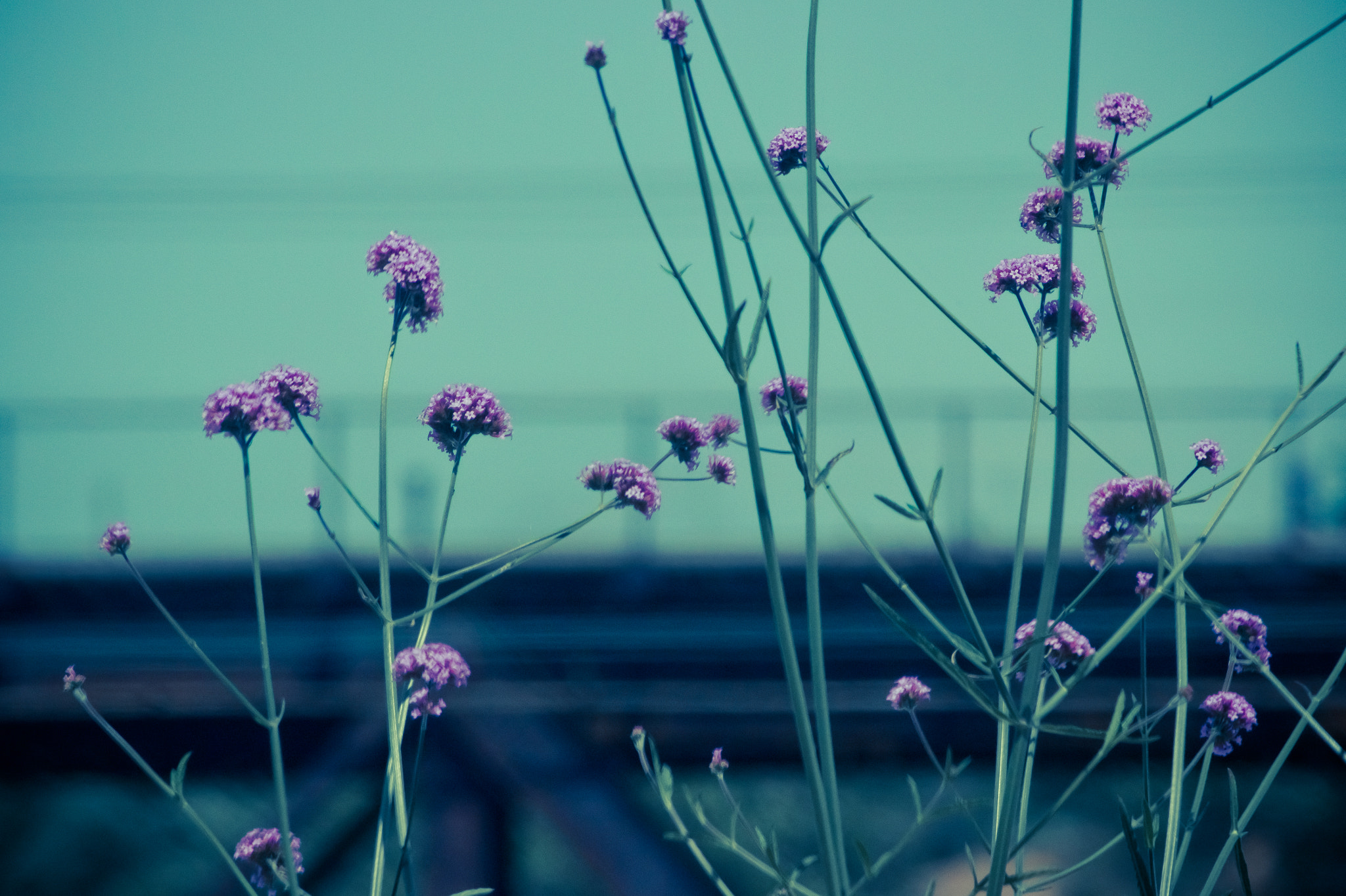 Canon EF-S 55-250mm F4-5.6 IS sample photo. Melancholia photography
