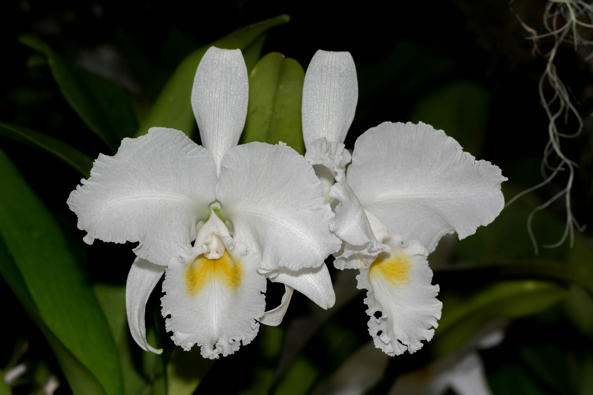 Nikon AF-S Micro-Nikkor 105mm F2.8G IF-ED VR sample photo. Cattleya patricia lines photography