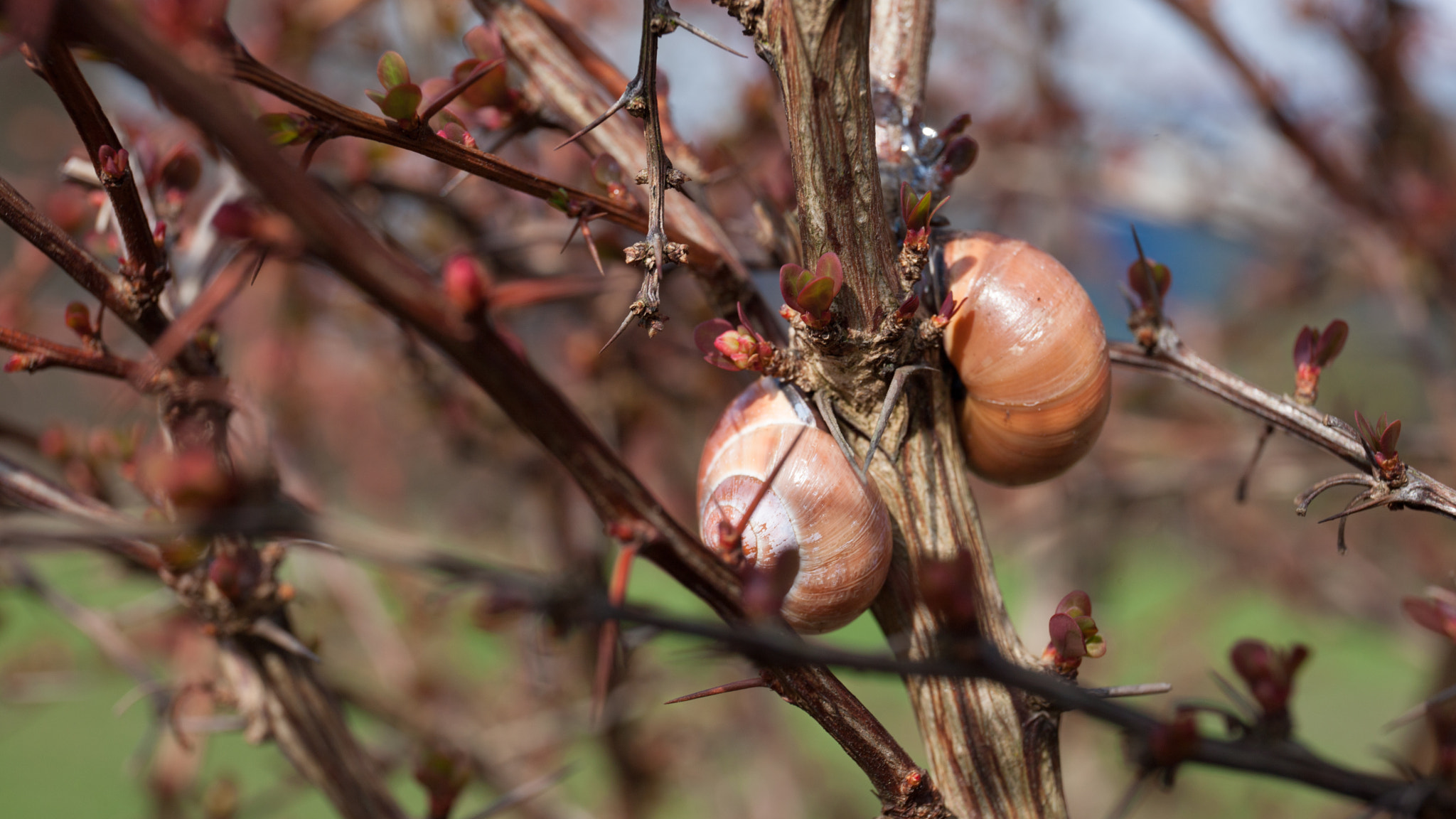 Canon EOS-1Ds Mark III sample photo. Loose snails - finally spring photography