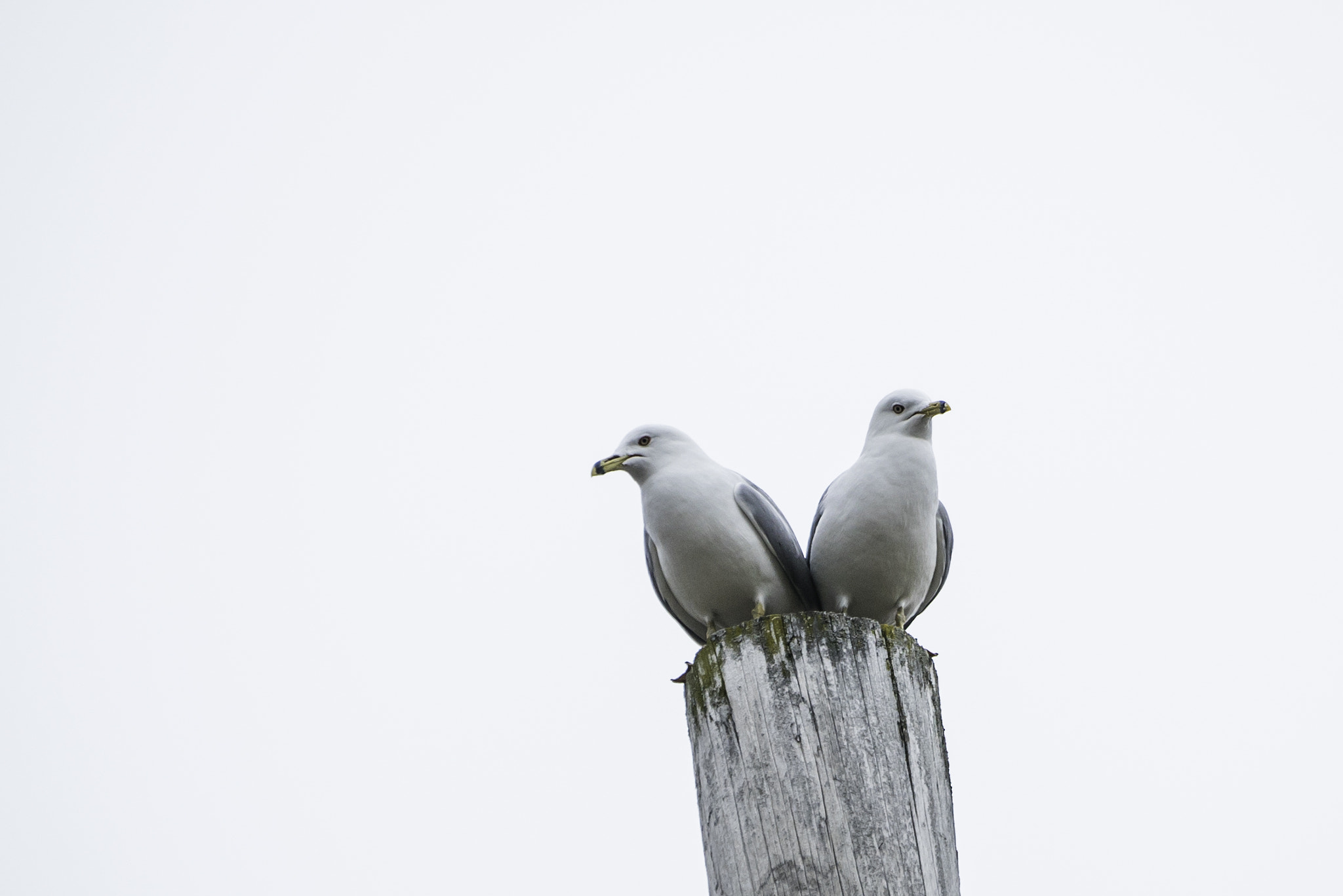 Sony a7S II + Sony FE 70-200mm F4 G OSS sample photo. Goélands poteau (sur ) photography