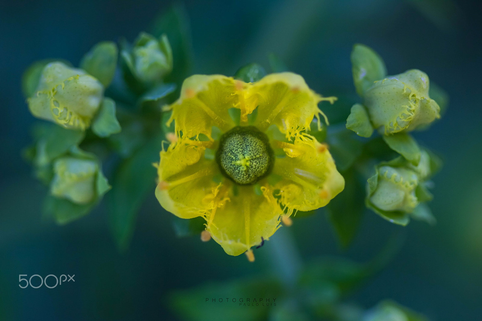 Canon EF 100mm F2.8 Macro USM sample photo. Me and my brothers photography