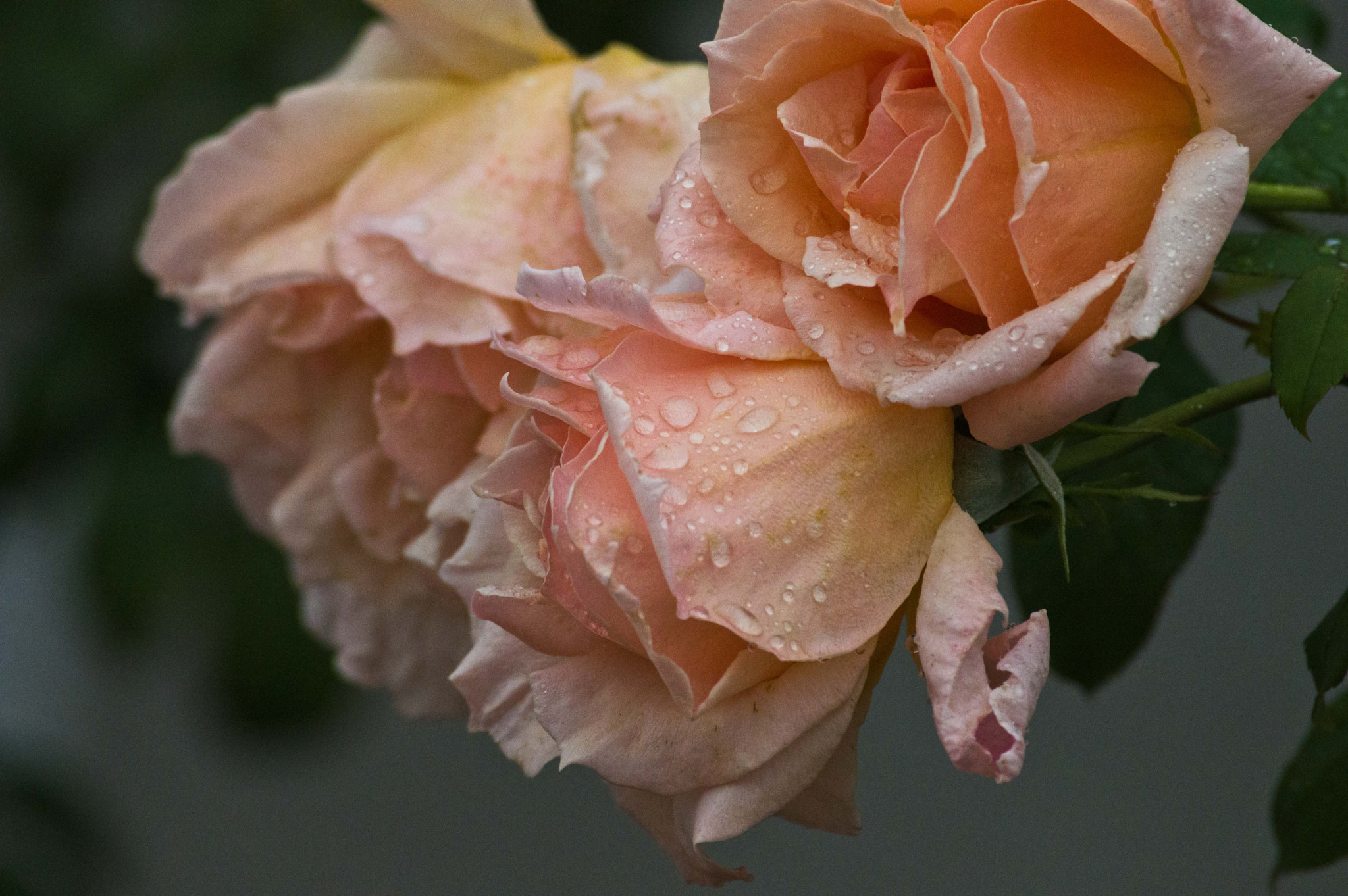 Nikon D3200 sample photo. Rosa ! photography