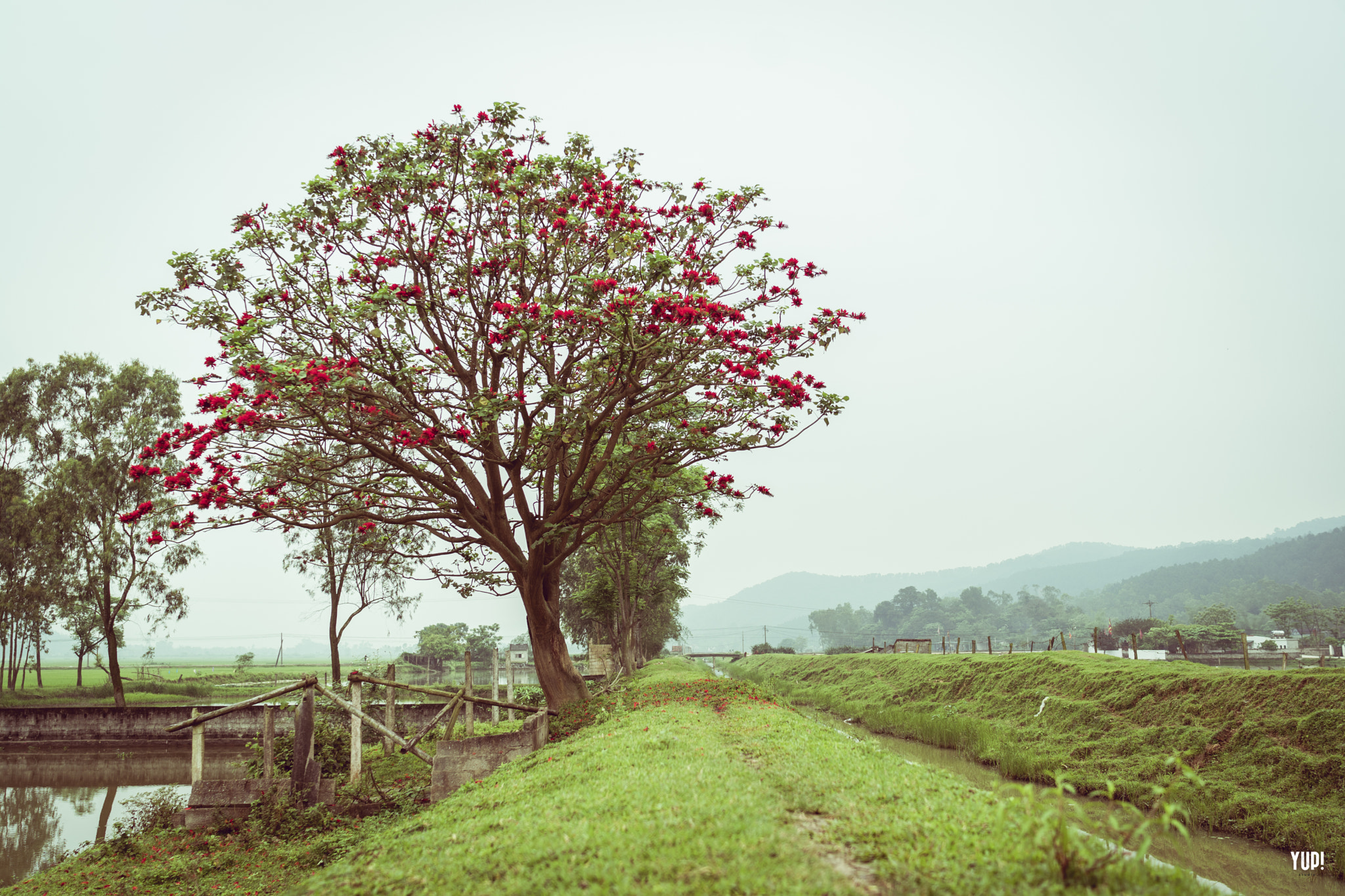 Sony Distagon T* FE 35mm F1.4 ZA sample photo. Yup - red silk cotton tree photography