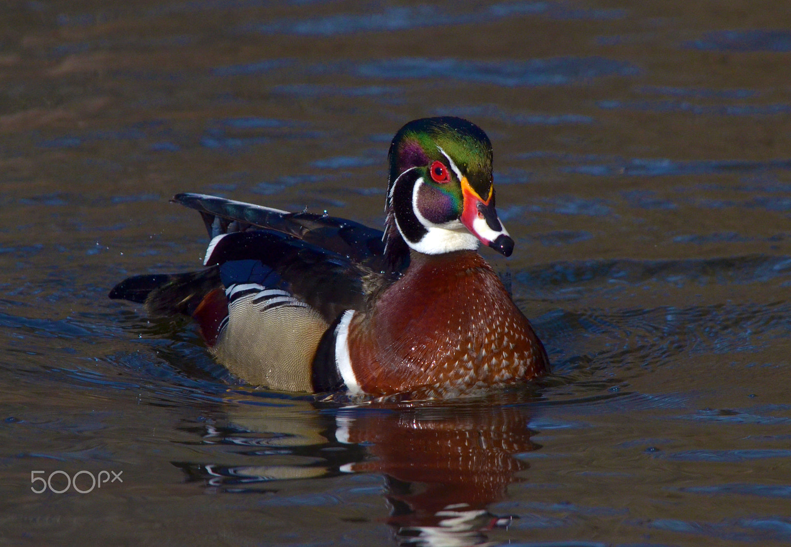 Nikon D7000 + Nikon AF-S Nikkor 85mm F1.8G sample photo. Wood ducks of toronto's high park photography