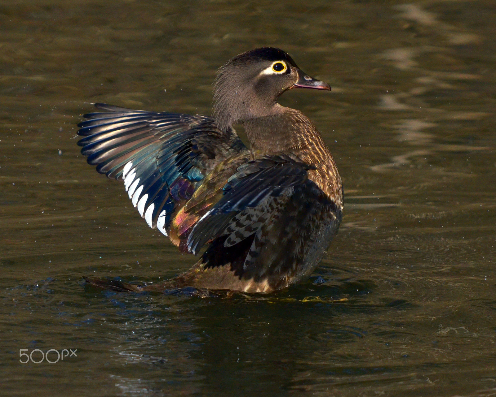 Nikon D7000 sample photo. Wood ducks of toronto's high park photography