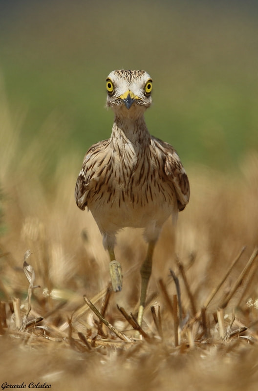 Canon EF 300mm F2.8L IS USM sample photo. Burhinus oedicnemus - israel photography