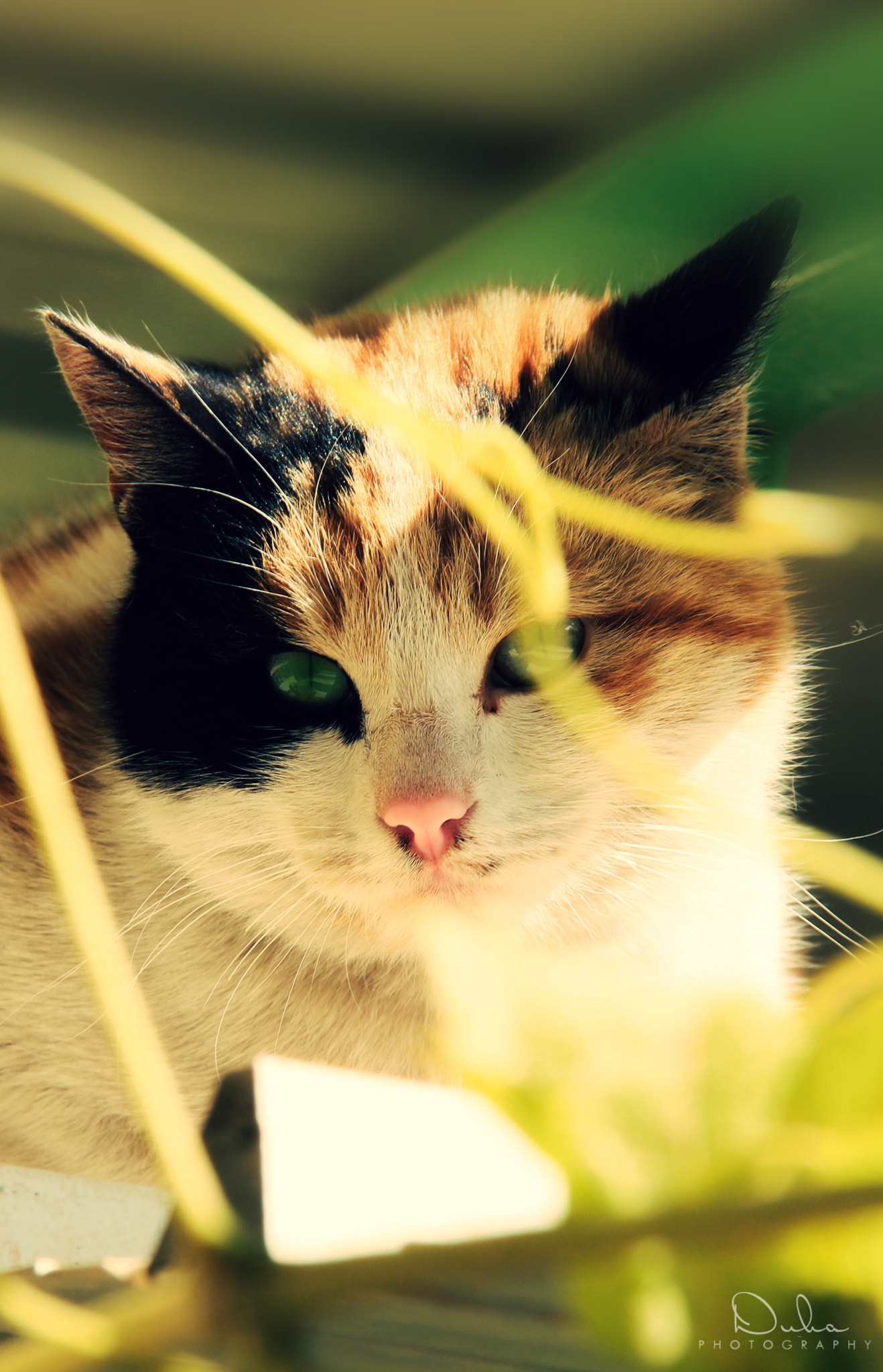 Canon EOS 650D (EOS Rebel T4i / EOS Kiss X6i) sample photo. My cat photography