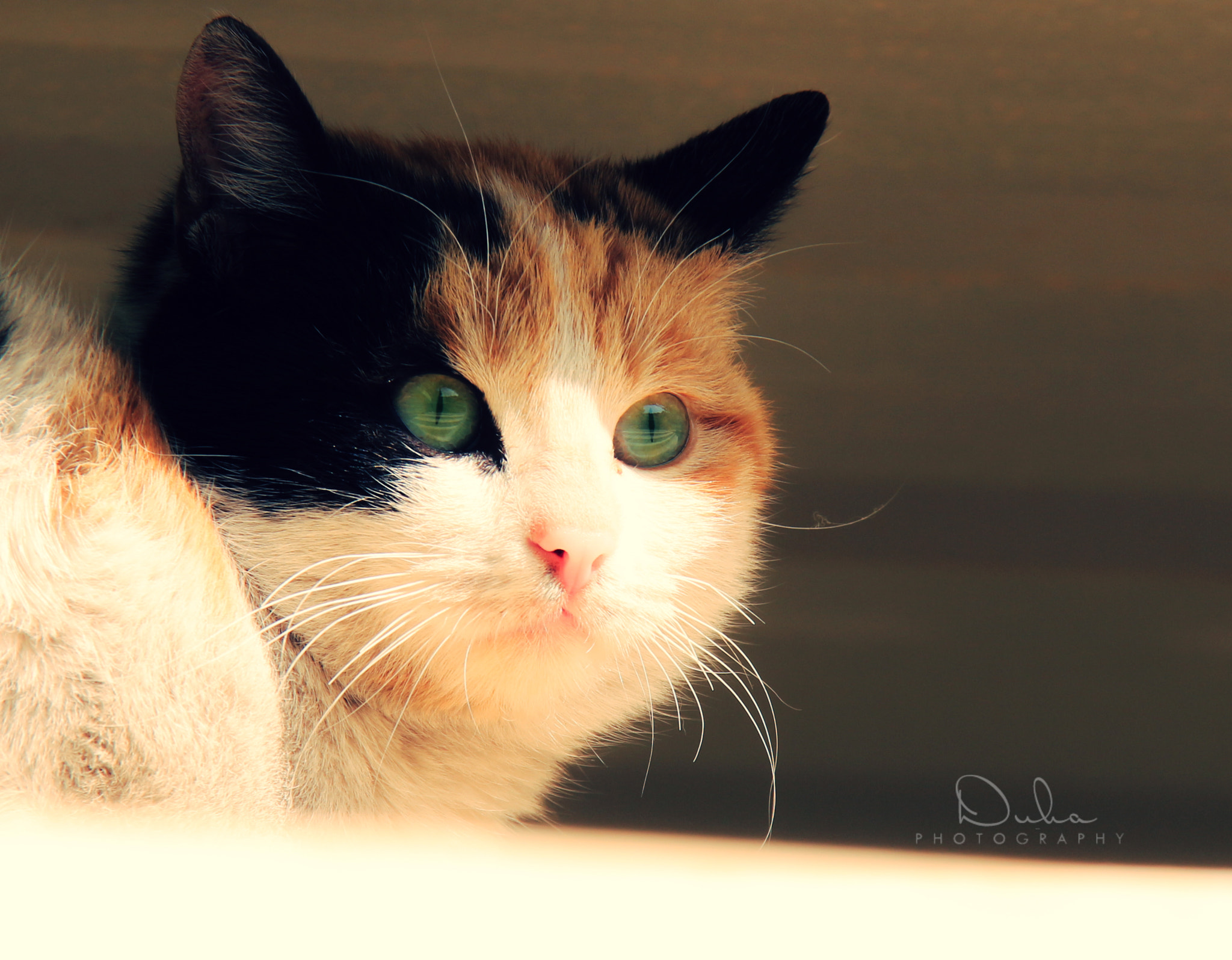 Canon EOS 650D (EOS Rebel T4i / EOS Kiss X6i) + Canon EF-S 18-200mm F3.5-5.6 IS sample photo. My cat2 photography
