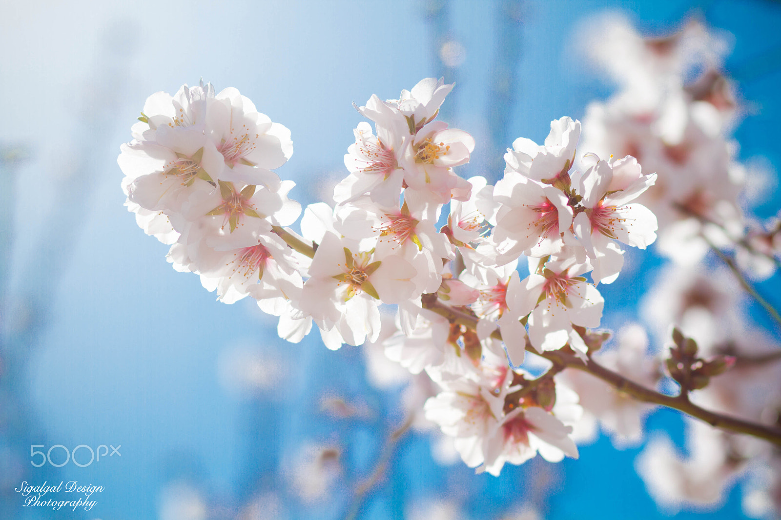 Canon EOS 7D + Canon EF 85mm F1.8 USM sample photo. Sunny blossom photography