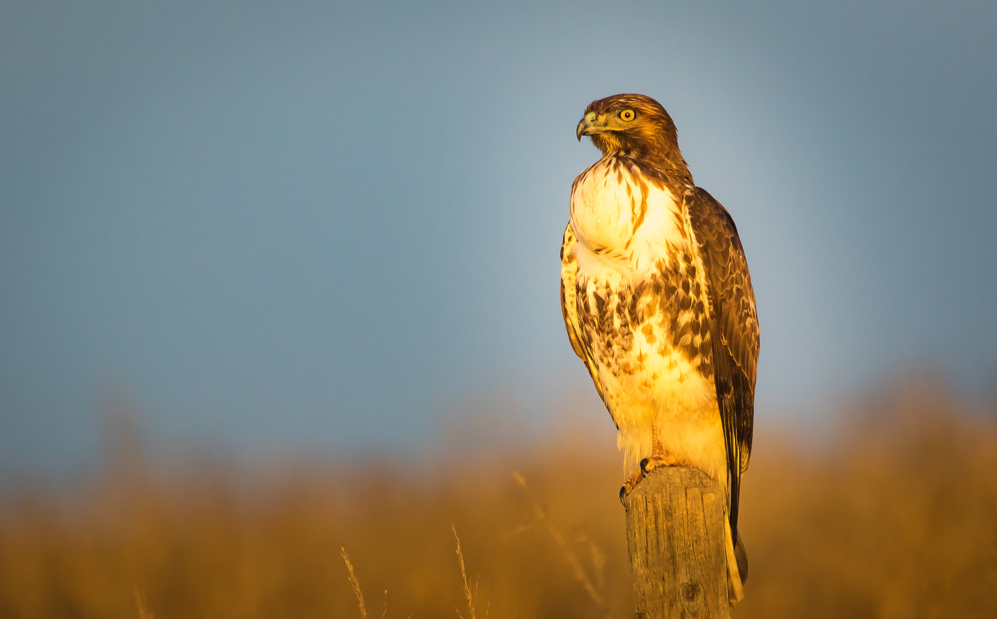 Canon EOS 7D Mark II + Canon EF 100-400mm F4.5-5.6L IS USM sample photo. Golden perch photography