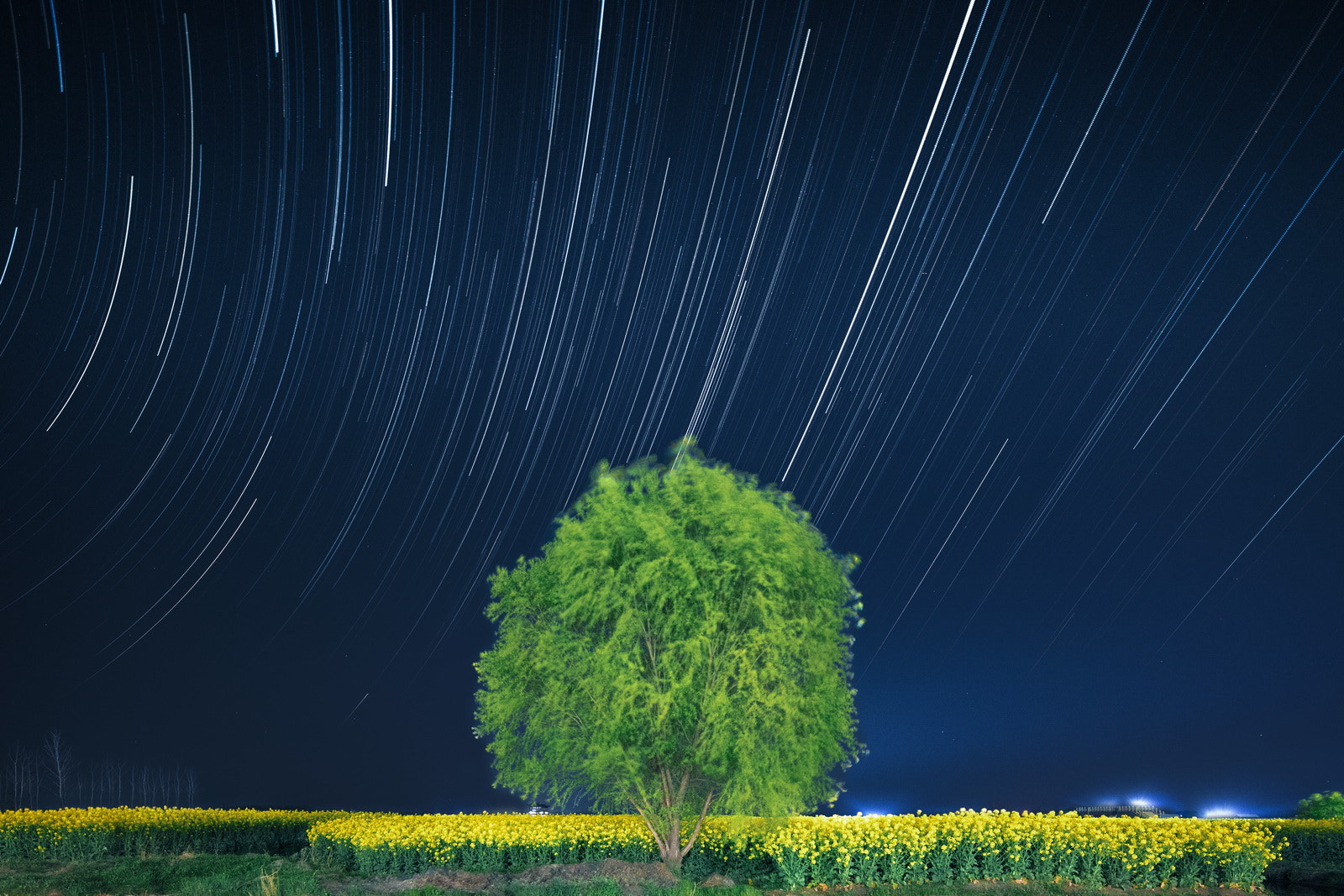 Canon EOS 5DS + Canon TS-E 17mm F4L Tilt-Shift sample photo. Stars and tree and cole flowers; photography