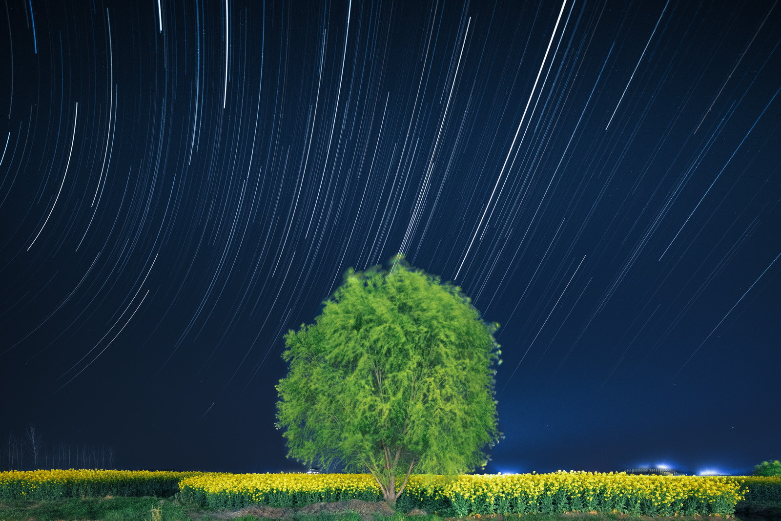 Canon TS-E 17mm F4L Tilt-Shift sample photo. Stars and tree and cole flowers; photography