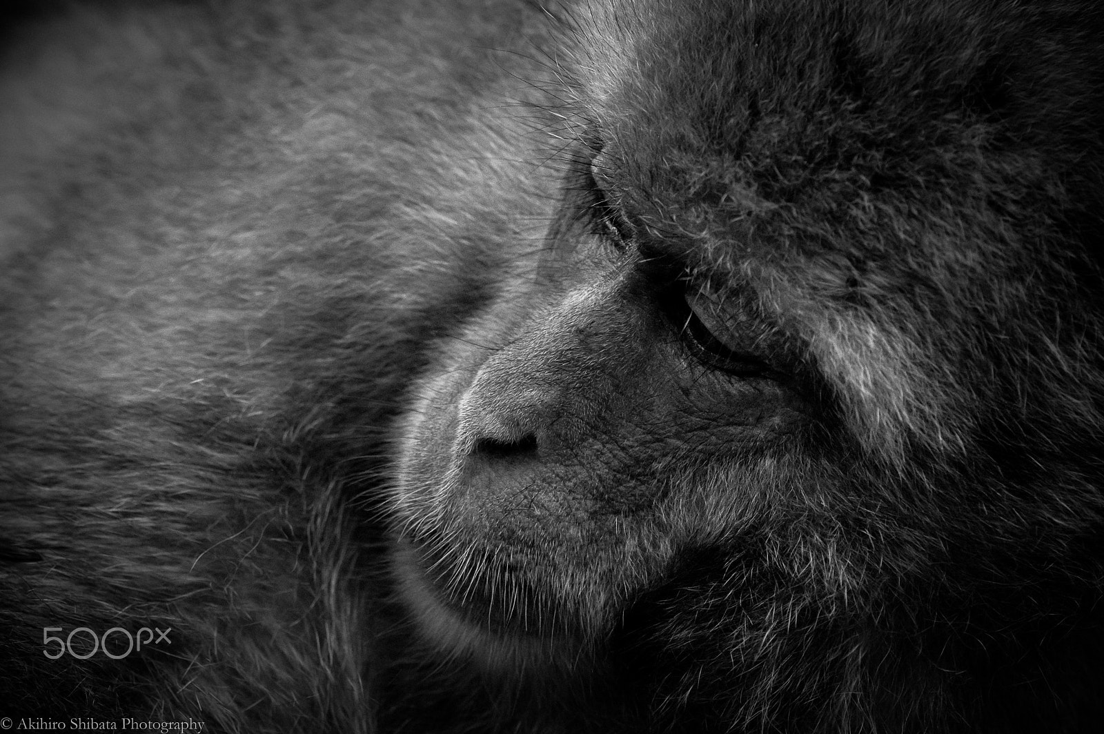 Pentax K-3 sample photo. Gaze photography