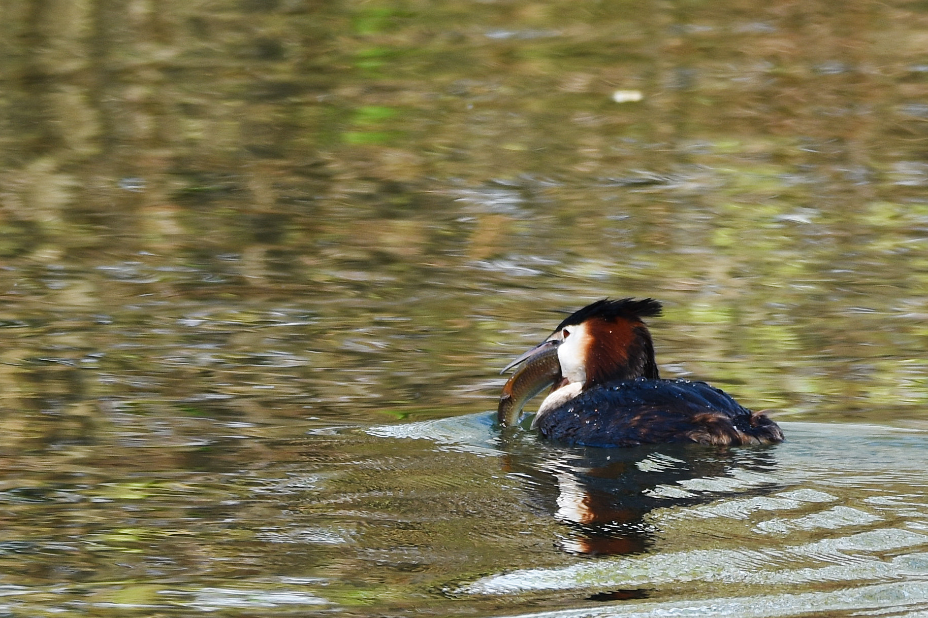 Nikon D7200 + Sigma 150-600mm F5-6.3 DG OS HSM | C sample photo. Great crested grebe photography