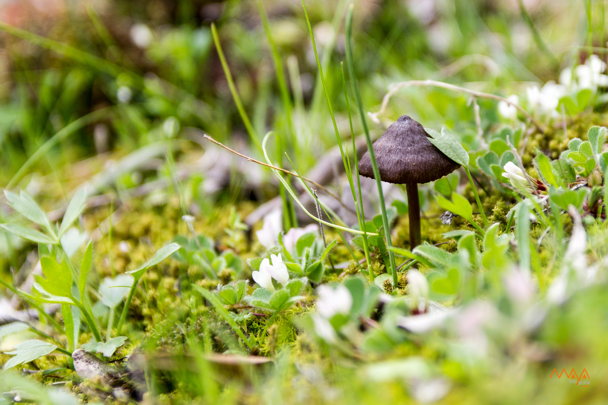 Canon EF-S 17-55mm F2.8 IS USM sample photo. The little hut in the forest photography