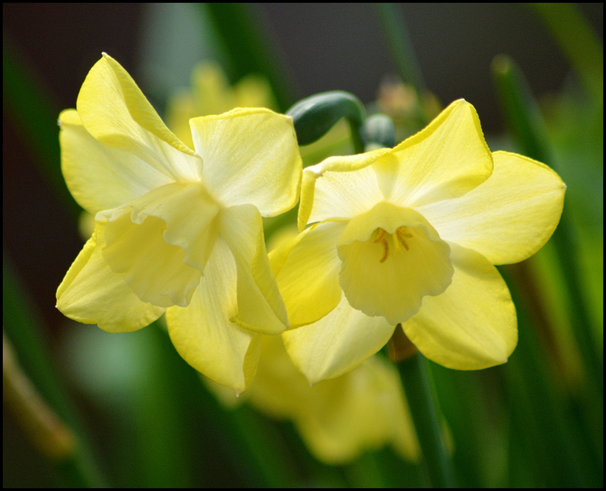 Nikon D5200 sample photo. Daffodil2 photography