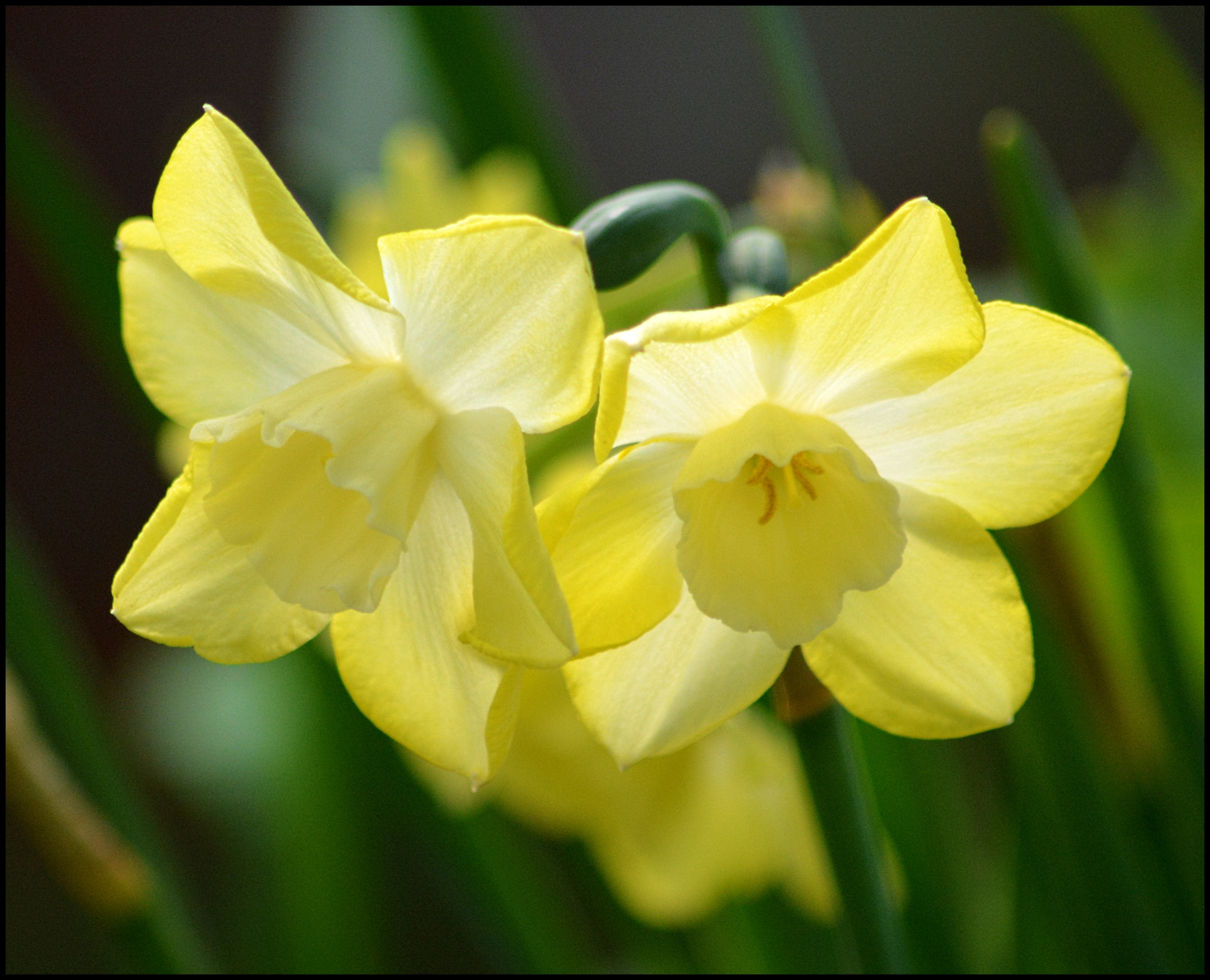 Sigma 70-300mm F4-5.6 APO DG Macro sample photo. Daffodil2 photography