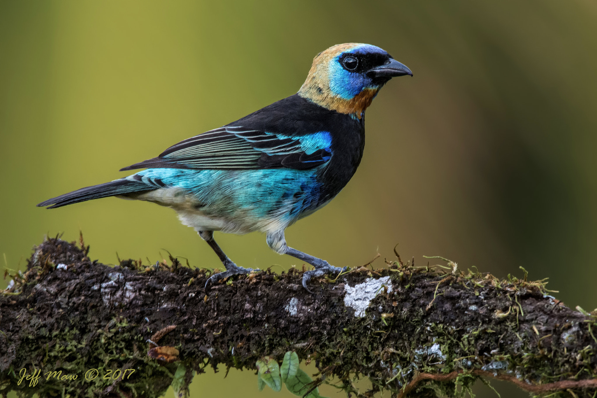 Nikon D7100 sample photo. Golden-hooded tanager photography