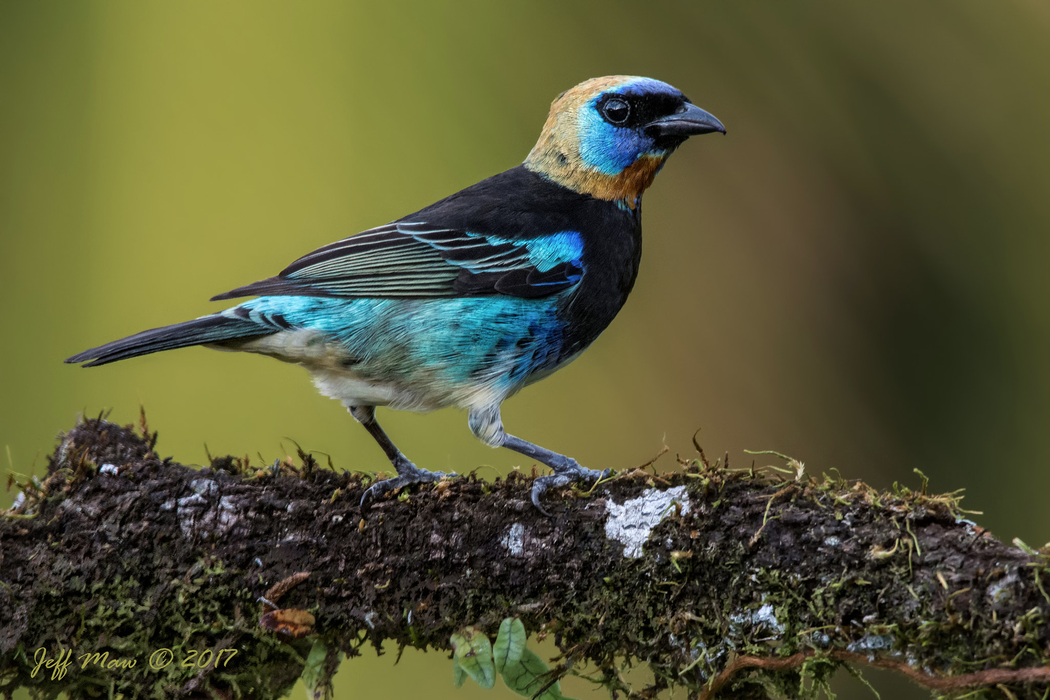 Nikon AF-S Nikkor 200-500mm F5.6E ED VR sample photo. Golden-hooded tanager photography