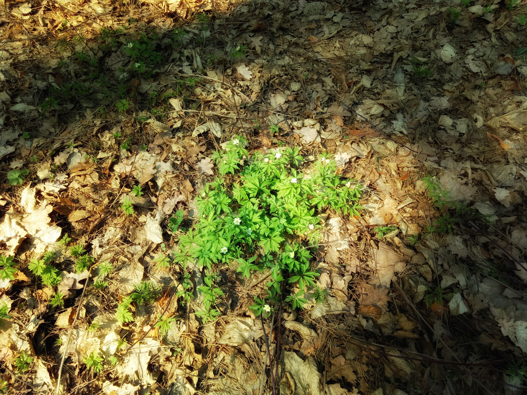 Meizu U20 sample photo